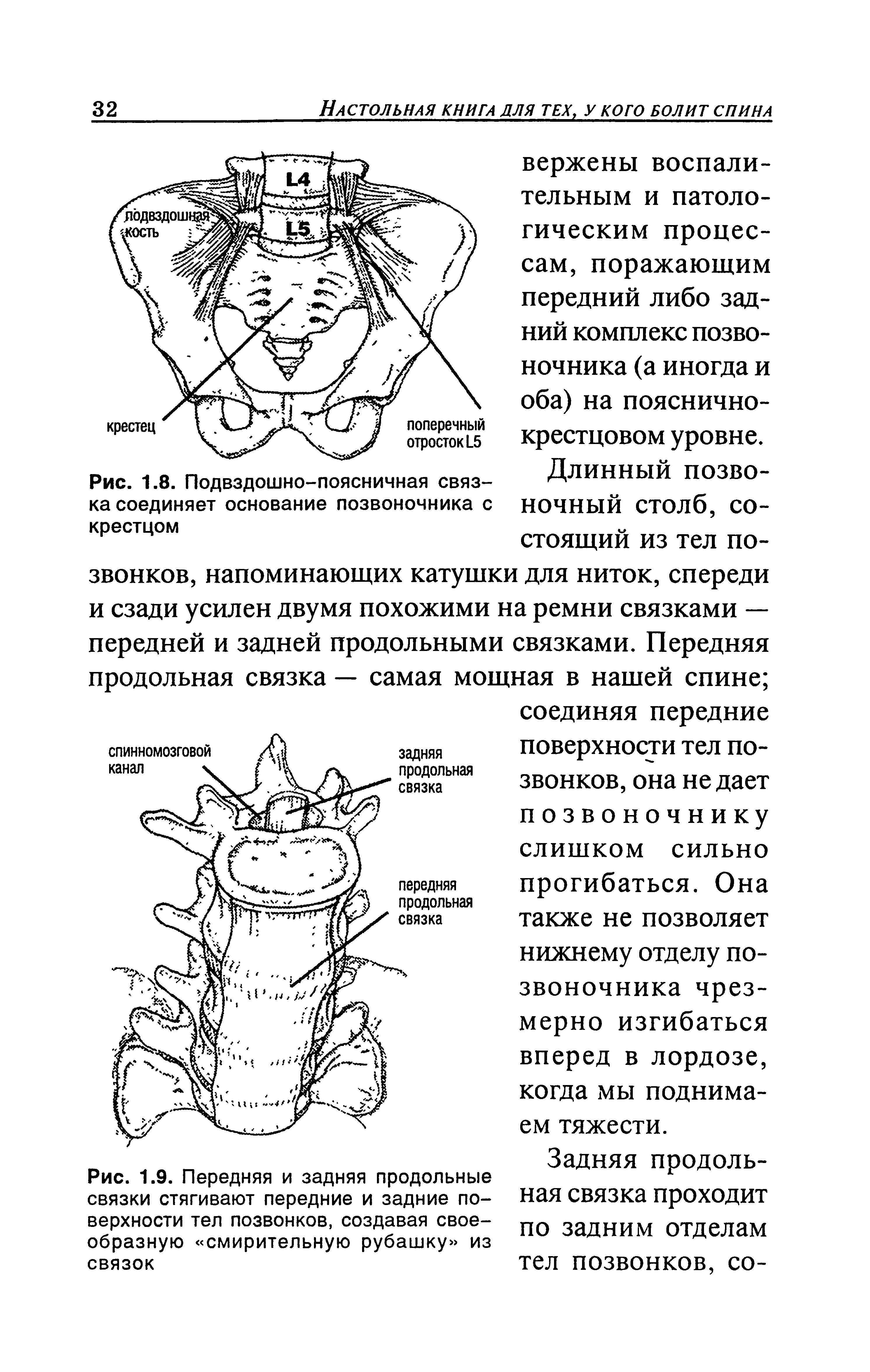 Рис. 1.9. Передняя и задняя продольные связки стягивают передние и задние поверхности тел позвонков, создавая своеобразную смирительную рубашку из связок...