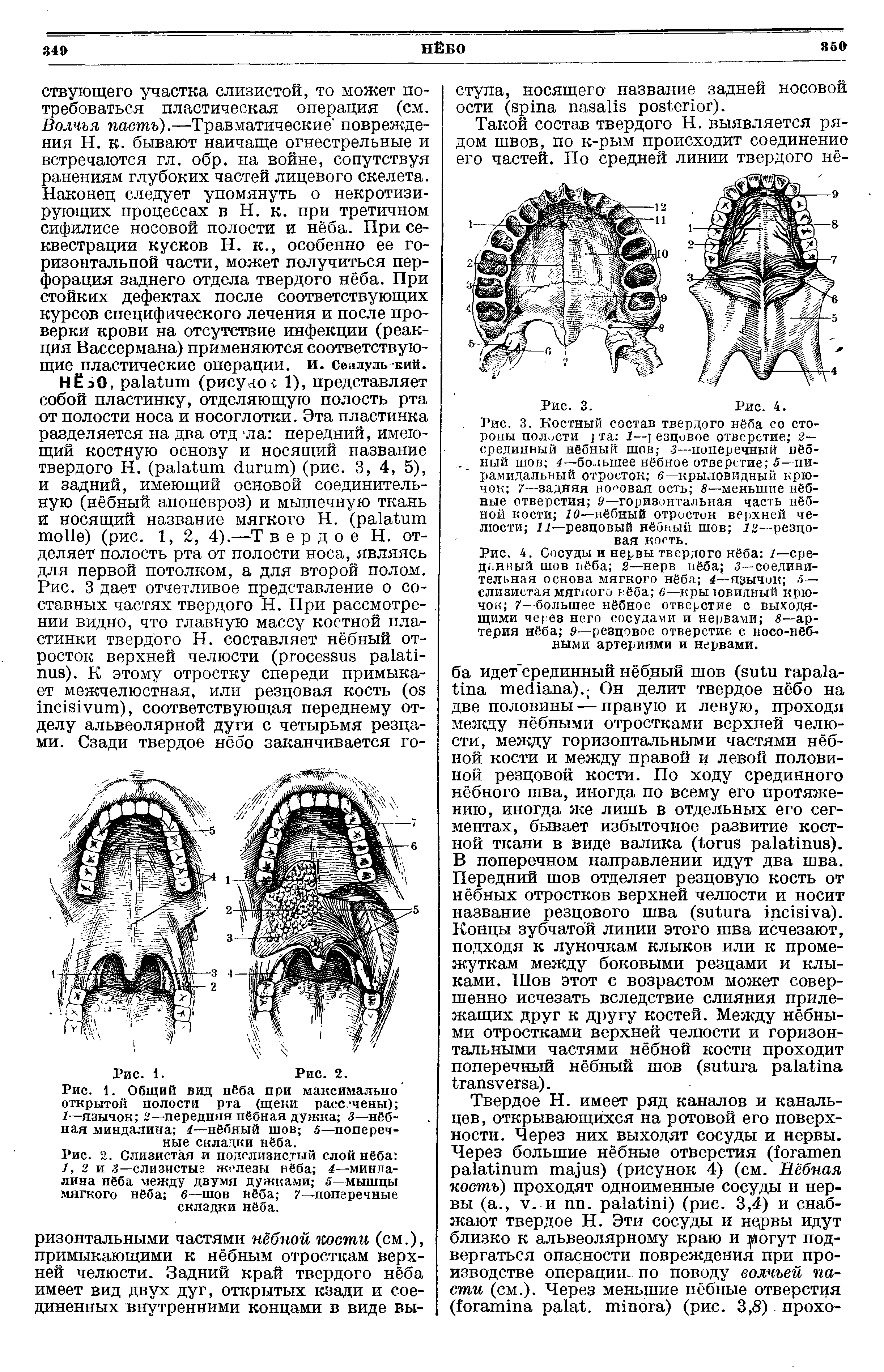 Рис. 3. Костный состав твердого нёба со стороны полости та 1—] езцовое отверстие 2— срединный нёбный шов з—поперечный нёбный шов 4—большее нёбное отверстие 5— пирамидальный отросток 6— крыловидный крючок 7—задняя ножовая ость 8—меньшие нёбные отверстия 9—горизонтальная часть нёбной кости 10—нёбный отросток верхней челюсти Г г—резцовый нёбный шов Г 2—резцовая кость.