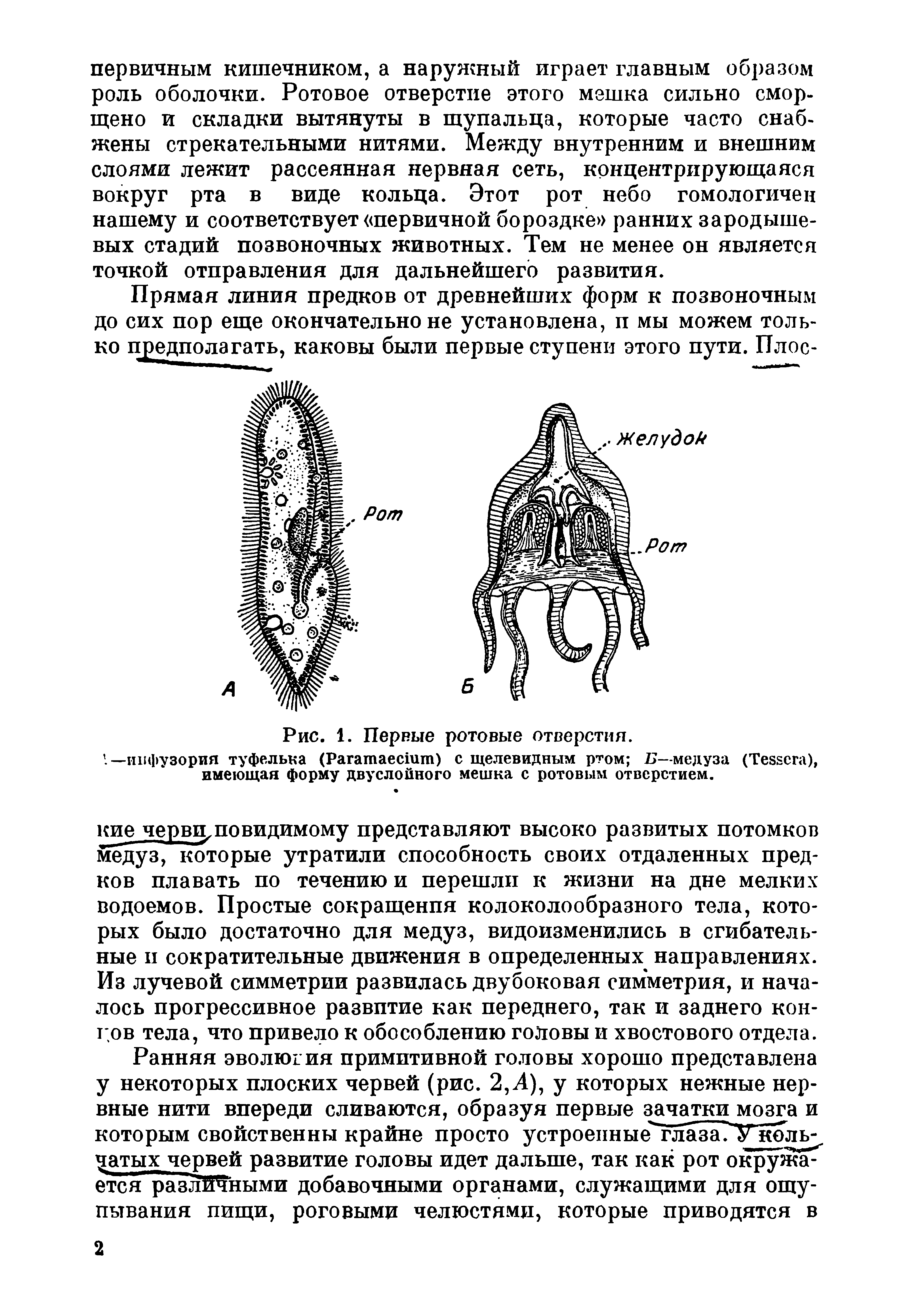 Рис. 1. Первые ротовые отверстия,. —инфузория туфелька (P ) с щелевидным ртом Б—медуза (T ), имеющая форму двуслойного мешка с ротовым отверстием.