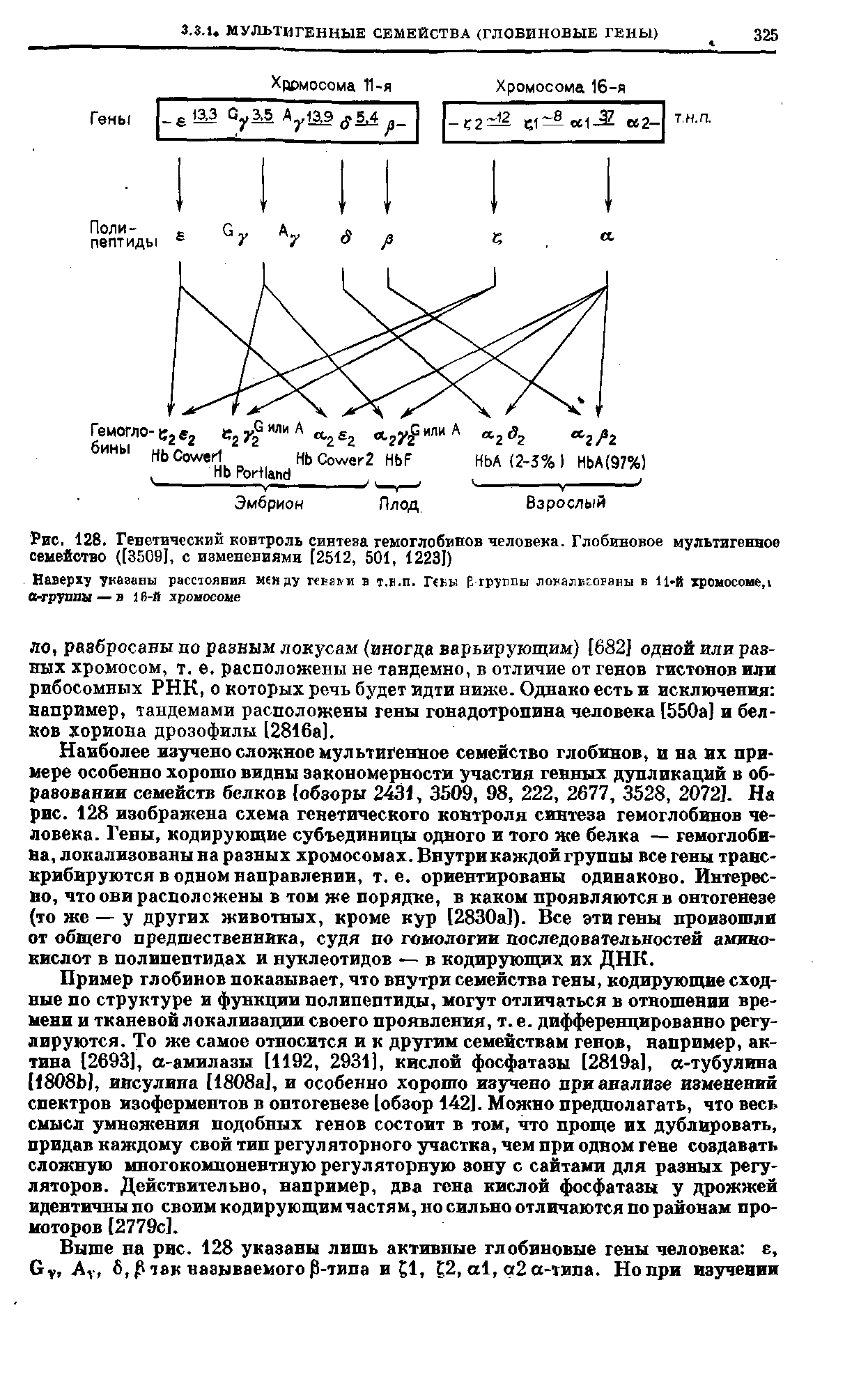 Рис. 128. Генетический контроль синтеза гемоглобинов человека. Глобиновое мультигенное семейство ([3509], с изменениями [2512, 501, 12231)...