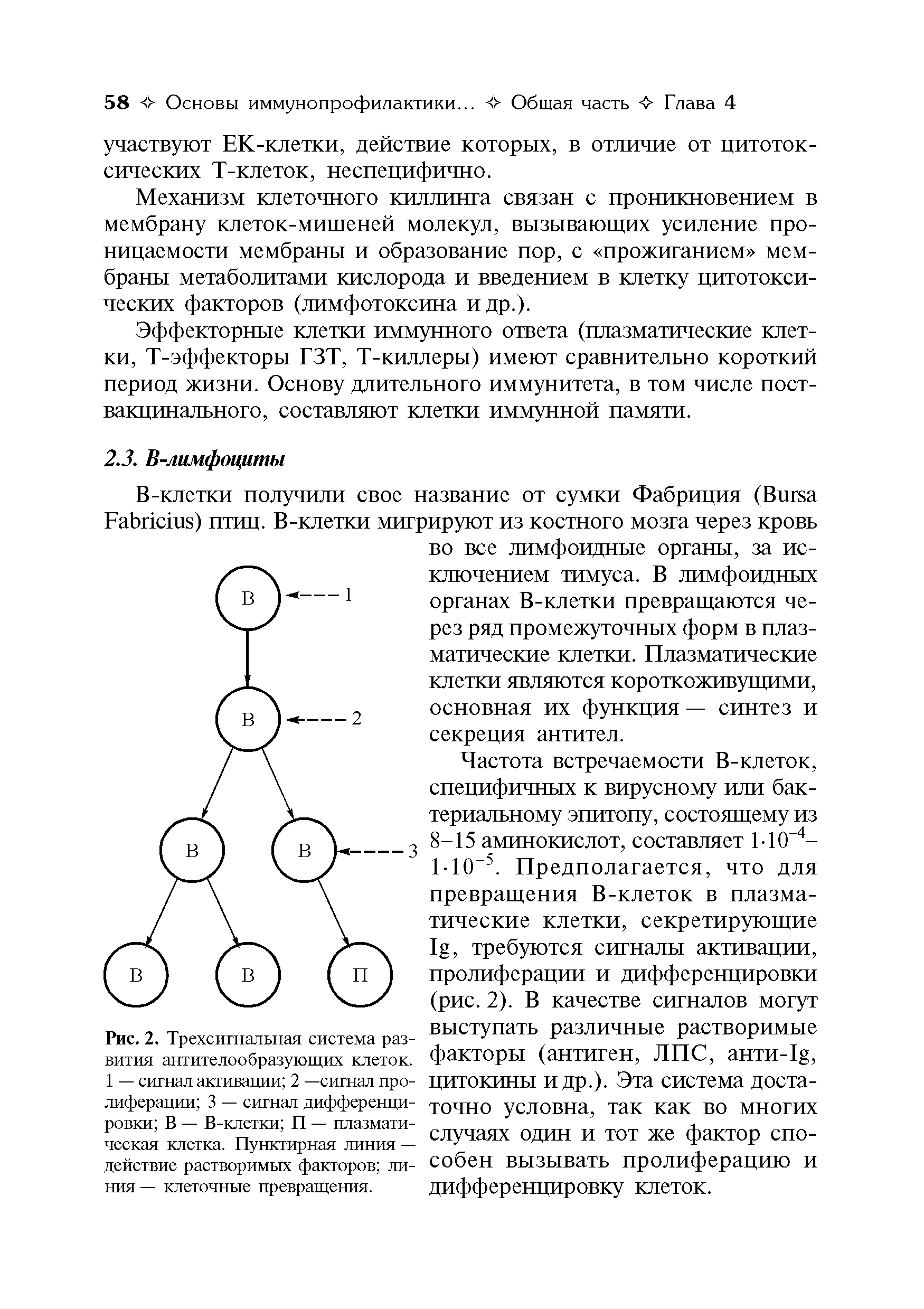 Рис. 2. Трехсигнальная система развития антителообразующих клеток. 1 — сигнал активации 2 —сигнал пролиферации 3 — сигнал дифференцировки В — В-клетки П — плазматическая клетка. Пунктирная линия — действие растворимых факторов линия — клеточные превращения.