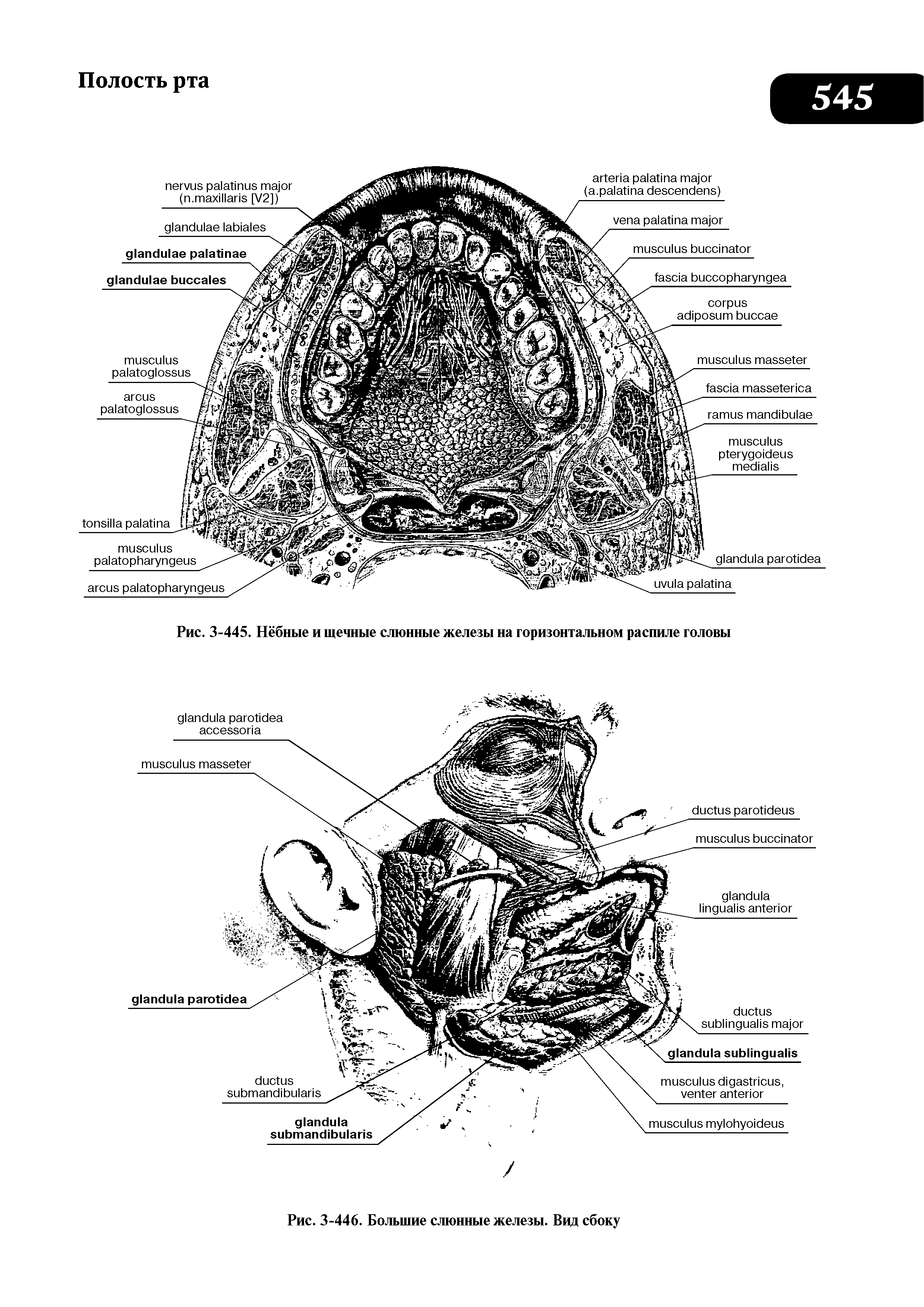 Рис. 3-445. Нёбные и щечные слюнные железы на горизонтальном распиле головы...