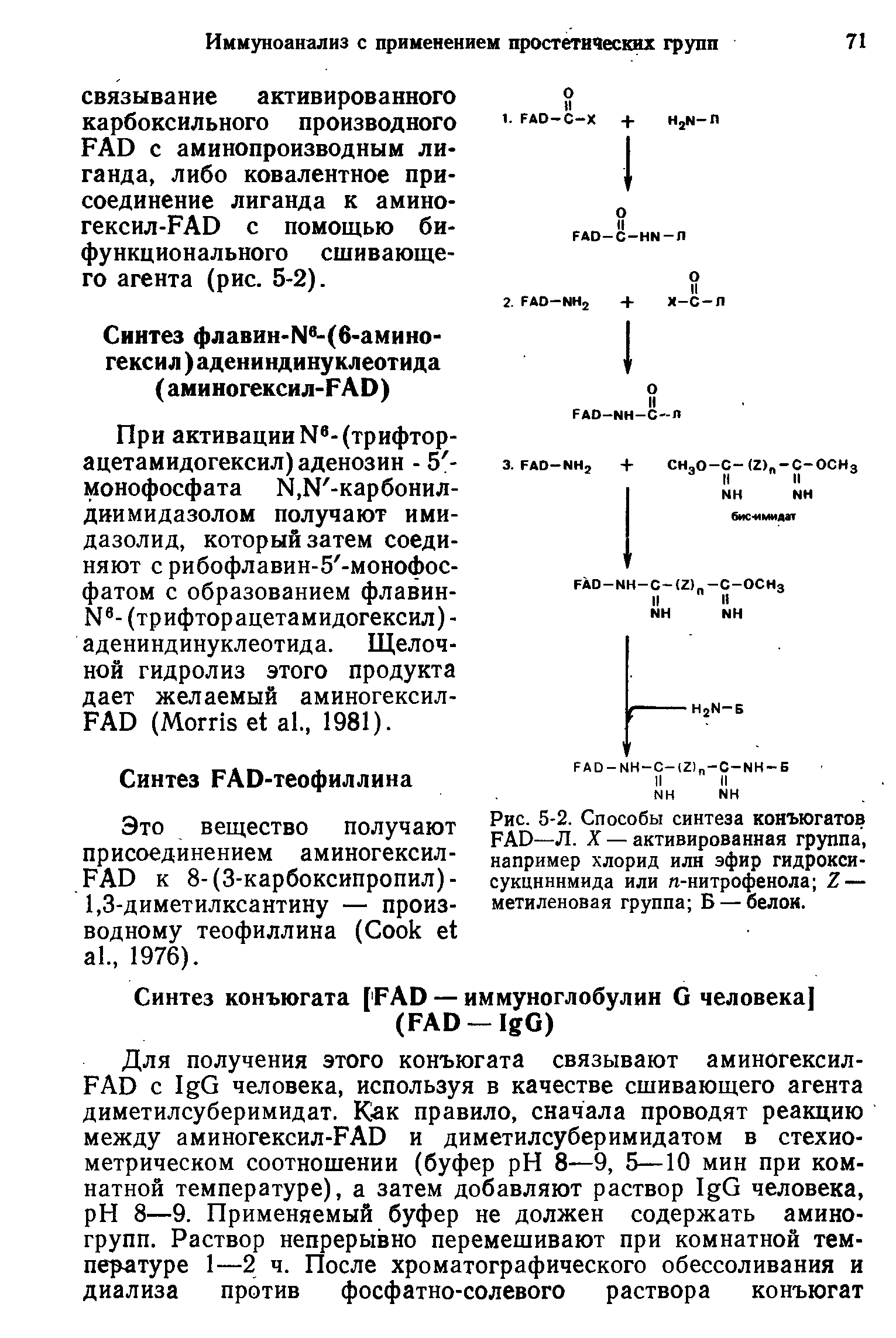 Рис. 5-2. Способы синтеза конъюгатов FAD—Л. X — активированная группа, например хлорид илн эфир гидрокси-сукцнннмида или п-нитрофенола Z — метиленовая группа Б — белок.