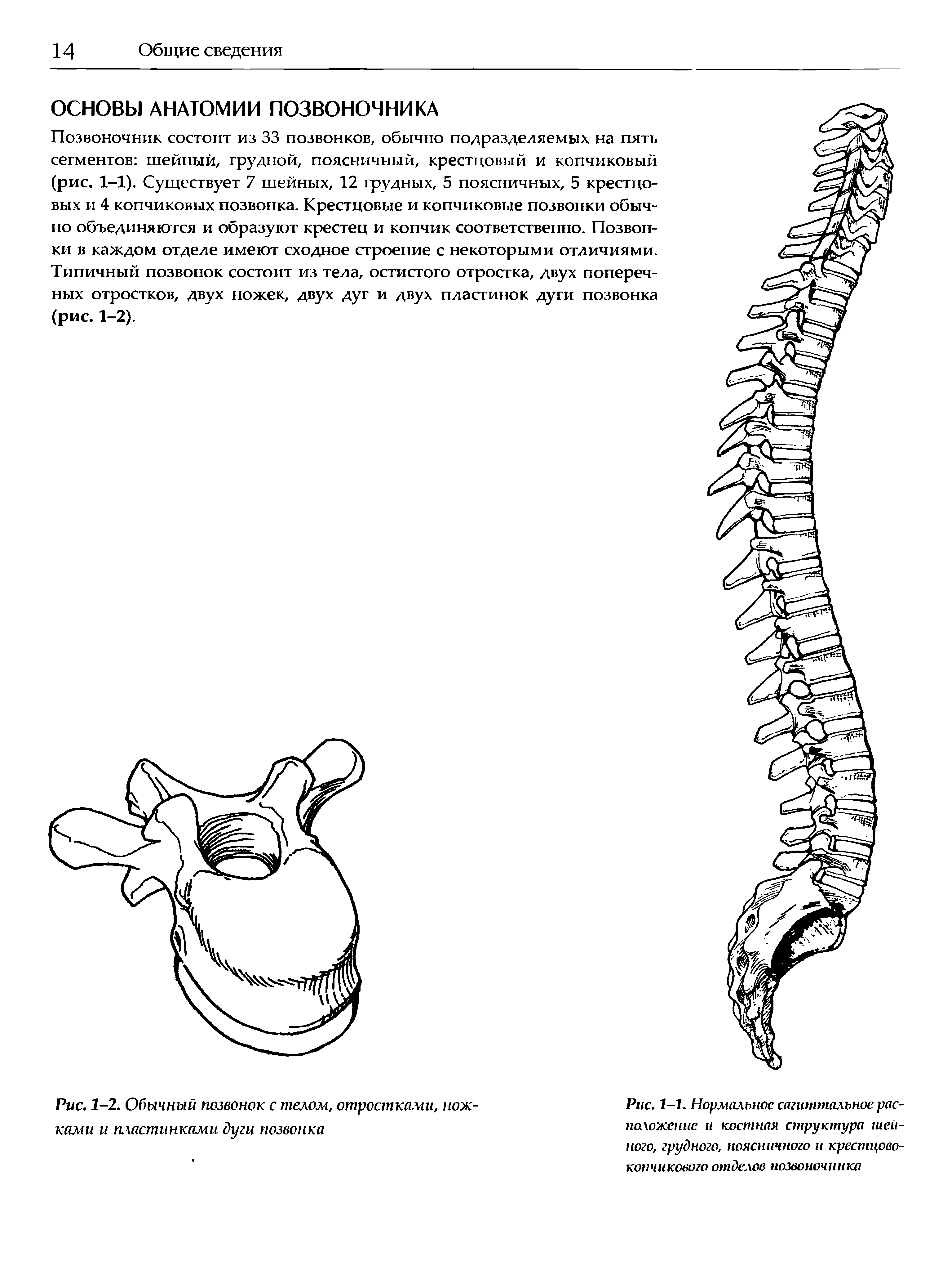 Рис. 1-2. Обычный позвонок с телом, отростками, ножками и пластинками дуги позвонка...
