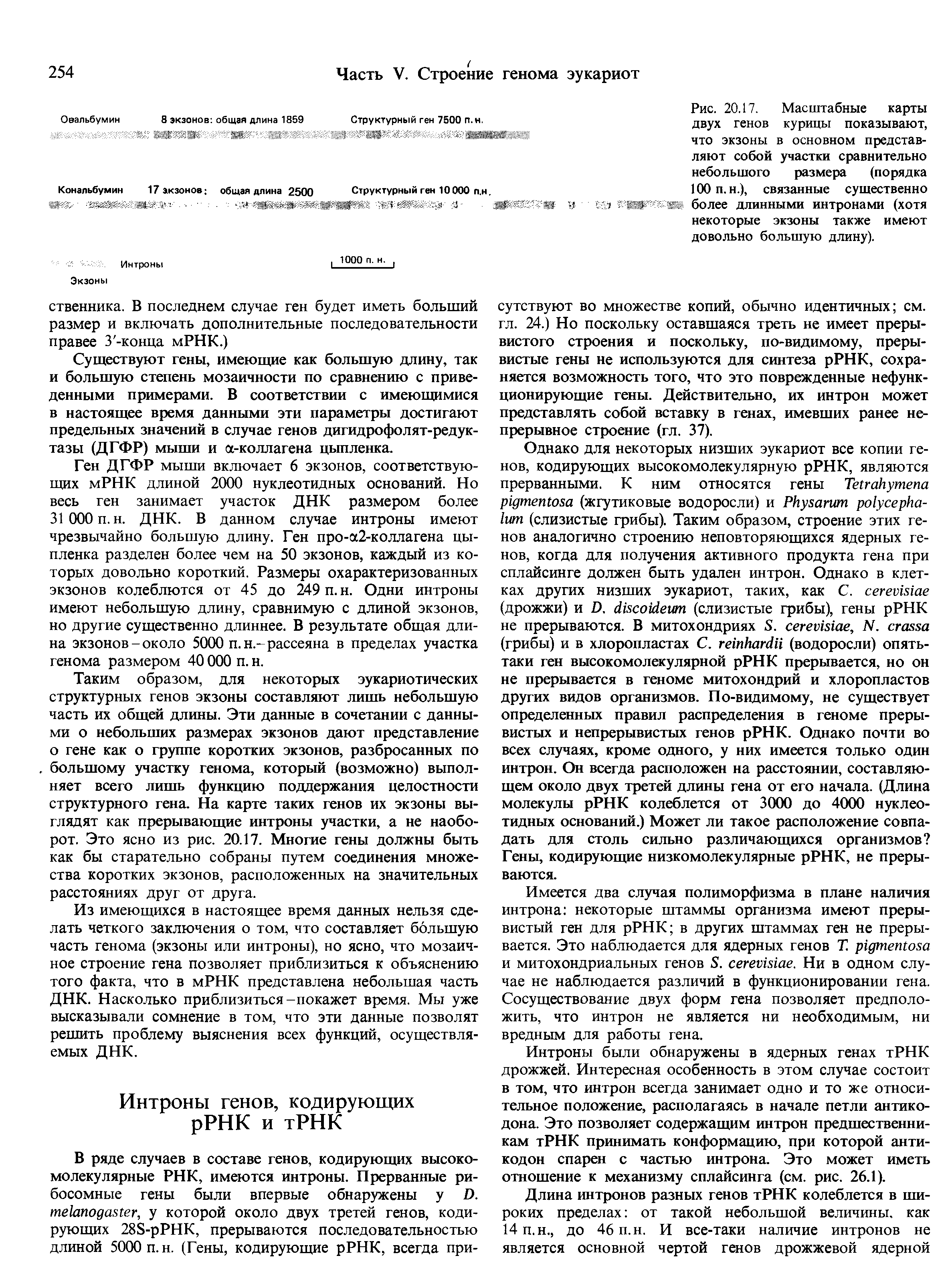 Рис. 20.17. Масштабные карты двух генов курицы показывают, что экзоны в основном представляют собой участки сравнительно небольшого размера (порядка 100 п. н.), связанные существенно . более длинными интронами (хотя...