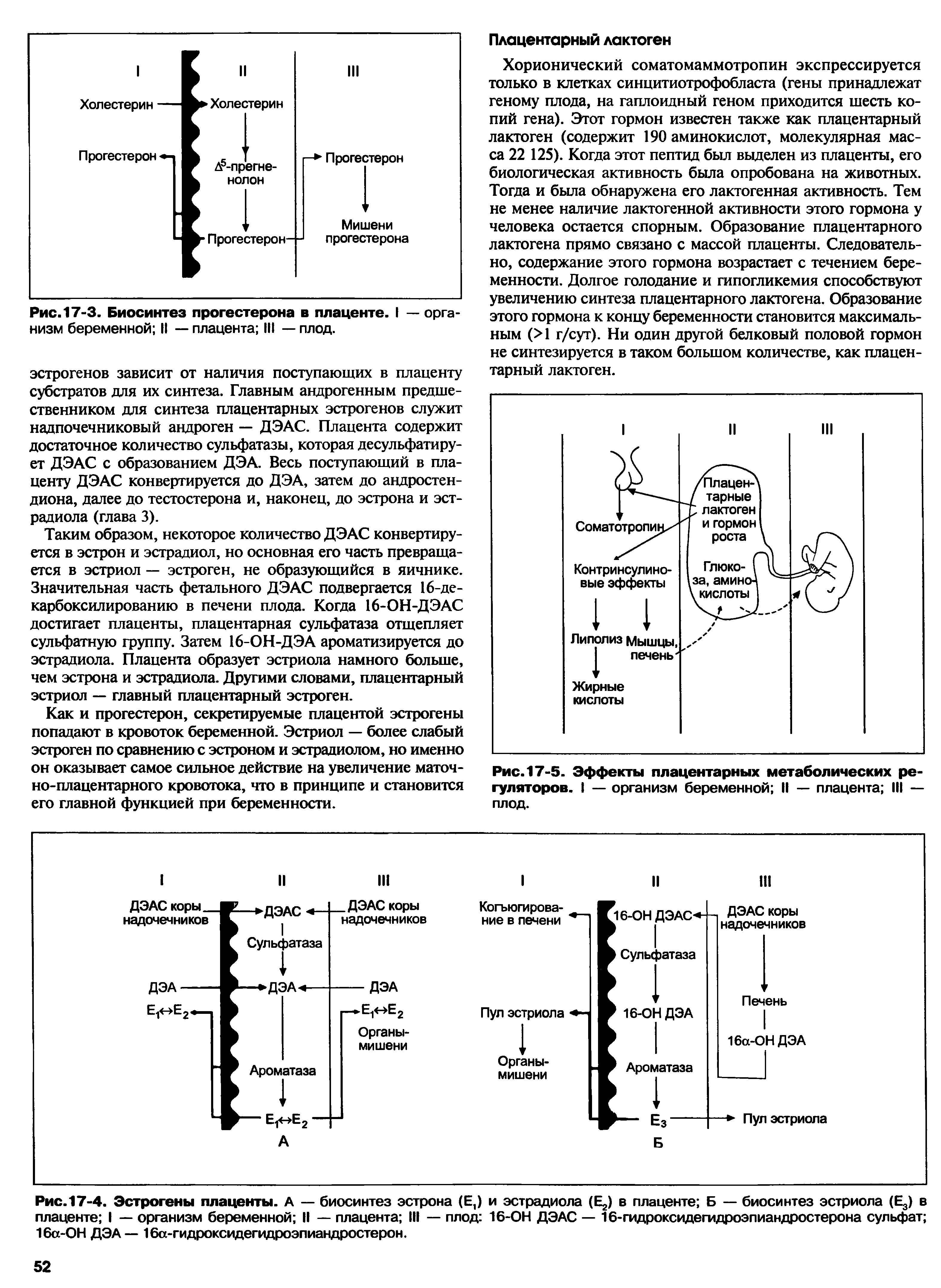 Рис.17-4. Эстрогены плаценты. А — биосинтез эстрона (Е,) и эстрадиола ( 2) в плаценте Б — биосинтез эстриола (Ез) в плаценте I — организм беременной II — плацента III — плод 16-ОН ДЭАС — 16-гидроксидегидроэпиандростерона сульфат 16а-ОН ДЭА — 16а-гидроксидегидроэпиандростерон.