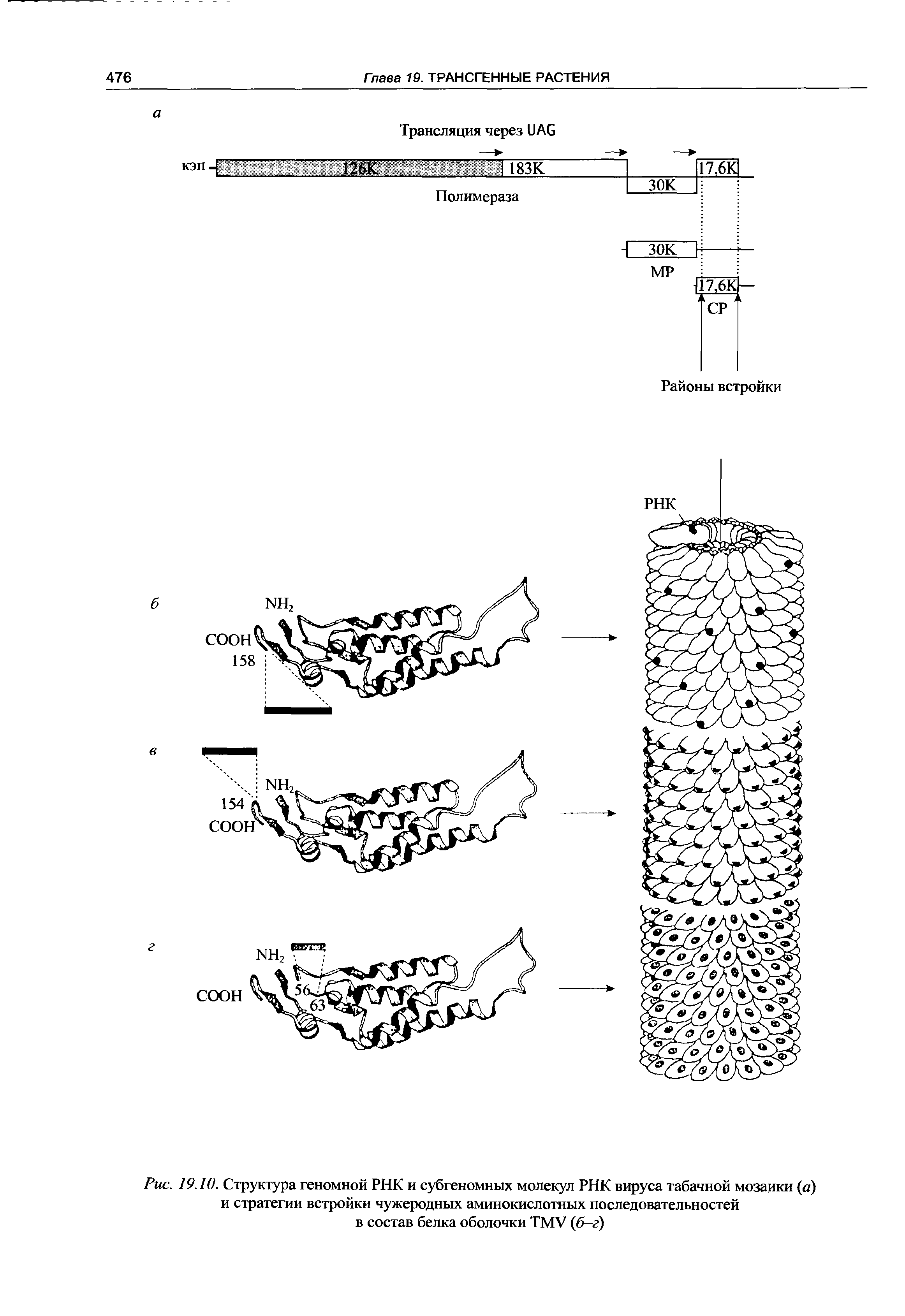 Рис. 19.10. Структура геномной РНК и субгеномных молекул РНК вируса табачной мозаики (а) и стратегии встройки чужеродных аминокислотных последовательностей в состав белка оболочки ТМУ (б-г)...