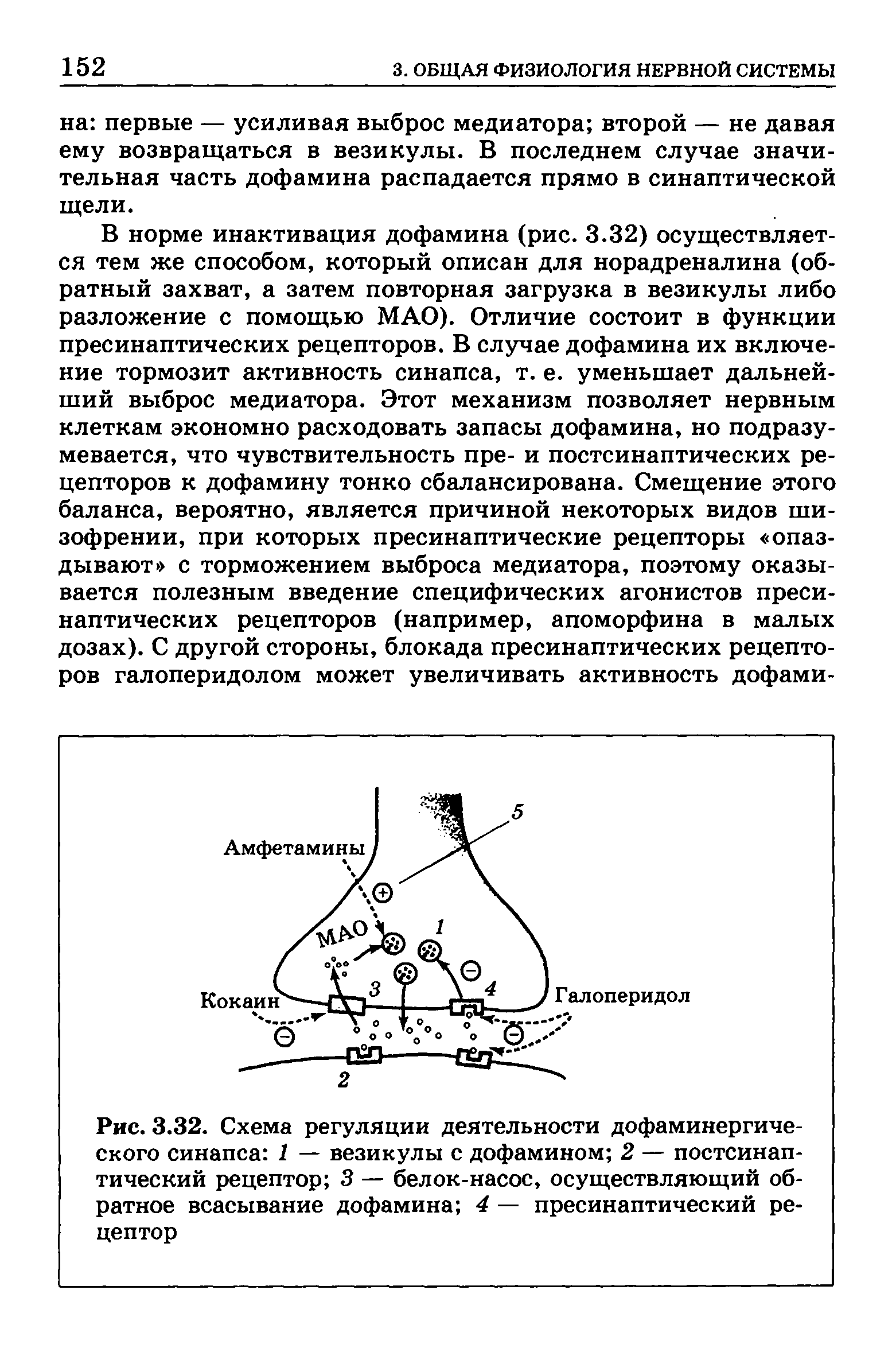 Рис. 3.32. Схема регуляции деятельности дофаминергического синапса 1 — везикулы с дофамином 2 — постсинаптический рецептор 3 — белок-насос, осуществляющий обратное всасывание дофамина 4 — пресинаптический рецептор...