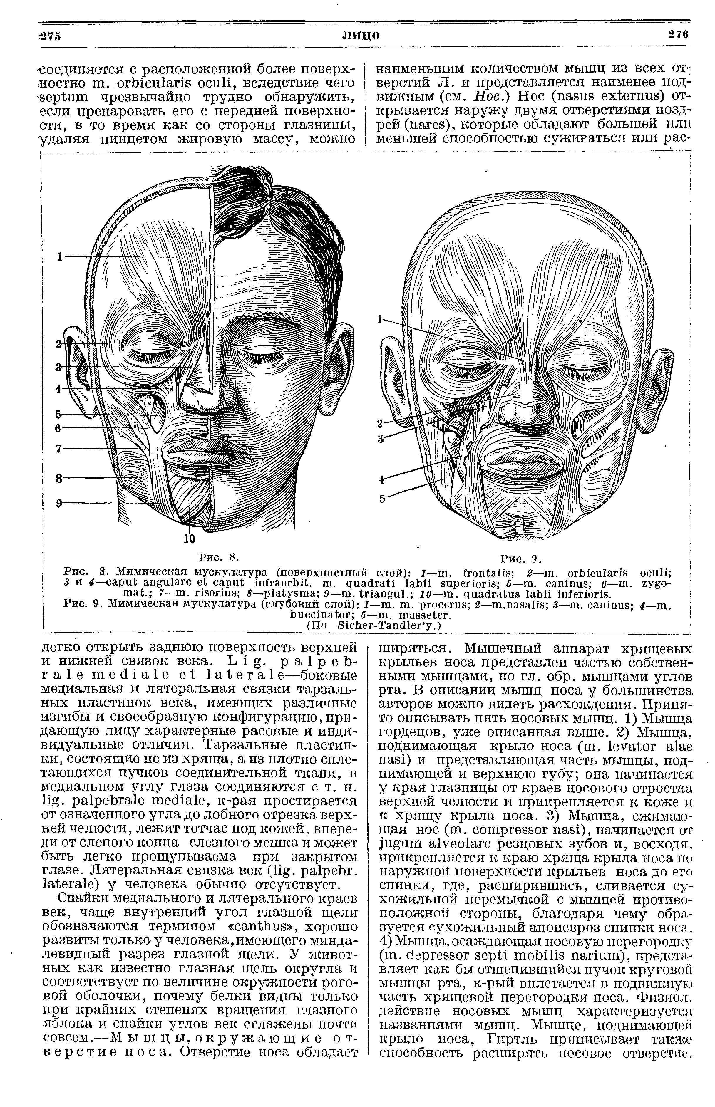 Рис. 8. Мимическая мускулатура (поверхностный слой) 1— . 2—т. 3 и 4— , . 5— . 6— . . 7— . 8— — . . — . .