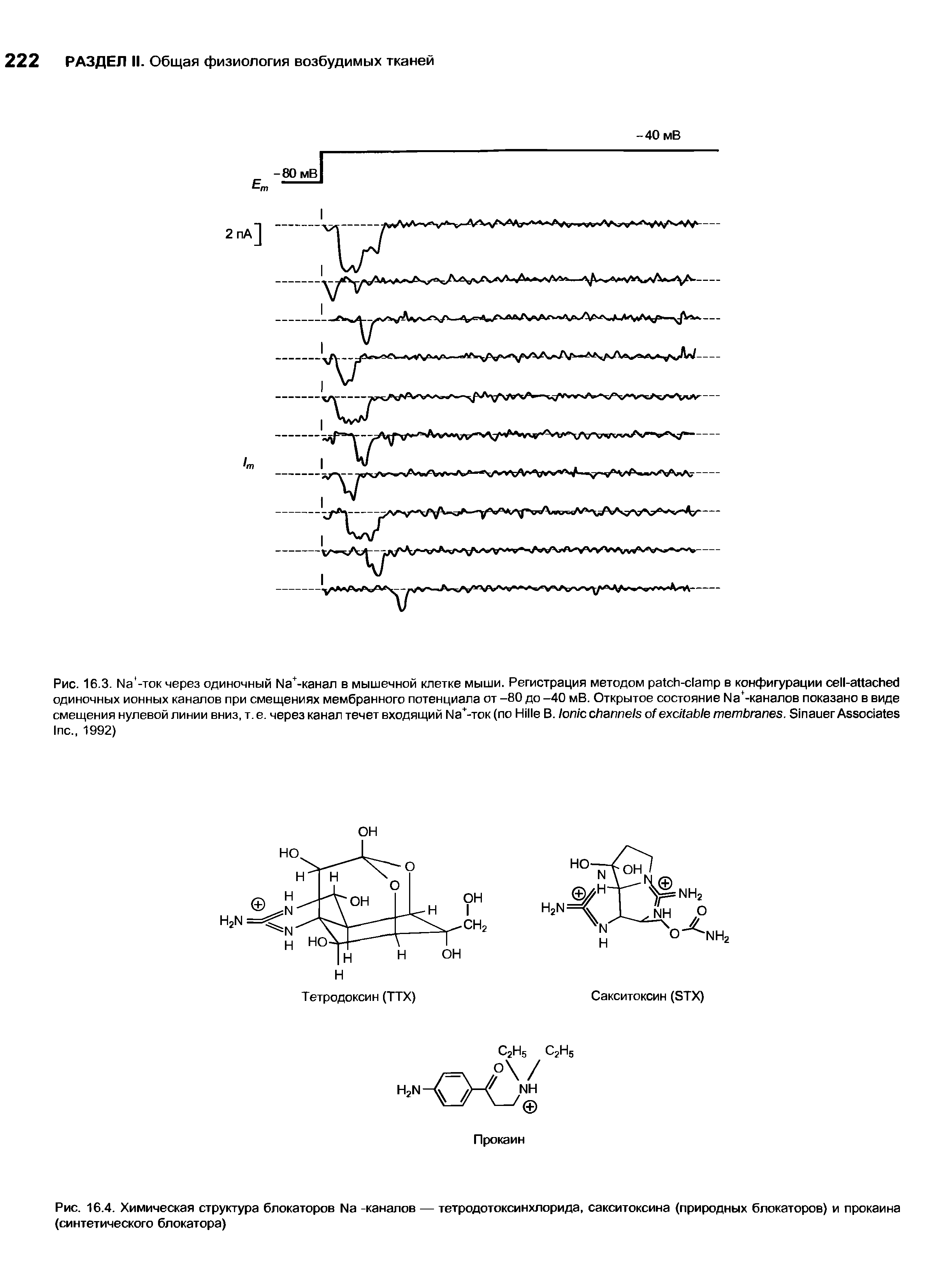 Рис. 16.4. Химическая структура блокаторов Ыа -каналов — тетродотоксинхлорида, сакситоксина (природных блокаторов) и прокаина (синтетического блокатора)...
