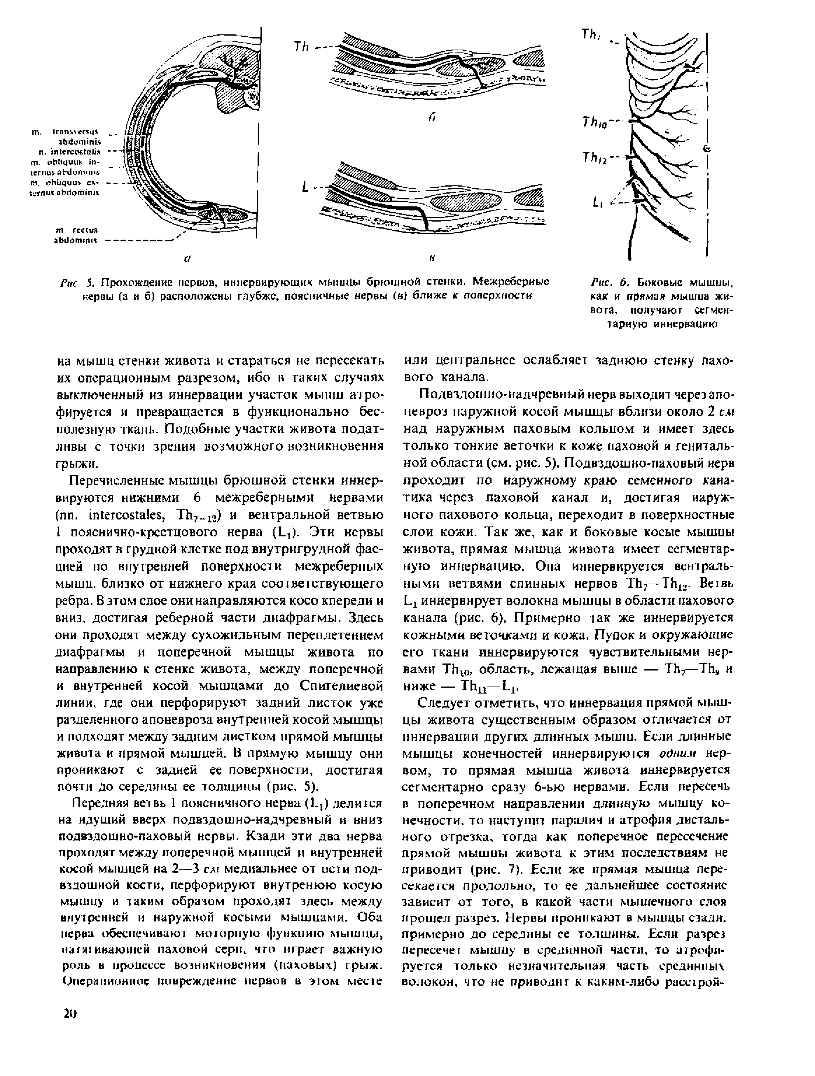 Рис. 6. Боковые мышны, как и прямая мышца живота, получают сегментарную иннервацию...