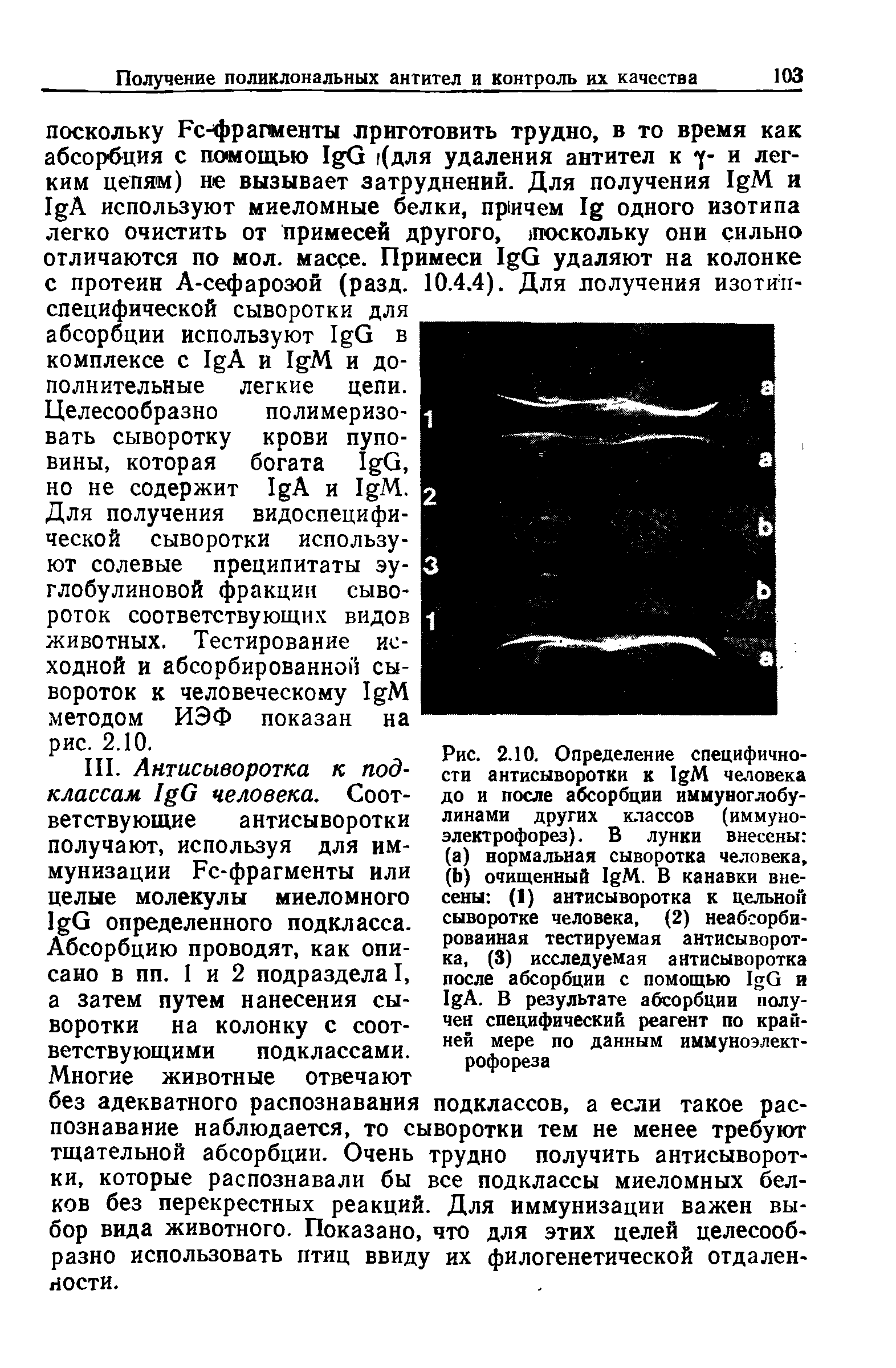 Рис. 2.10. Определение специфичности антисыворотки к I M человека до и после абсорбции иммуноглобулинами других классов (иммуноэлектрофорез). В лунки внесены ...