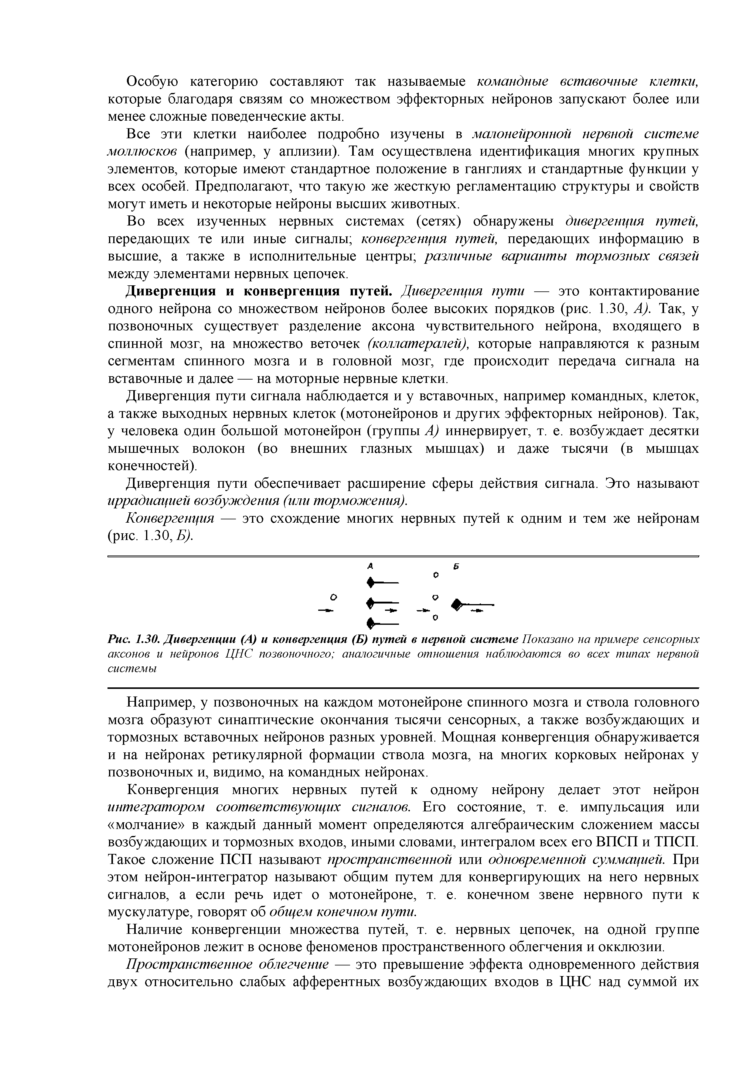 Рис. 1.30. Дивергенции (А) и конвергенция (Б) путей в нервной системе Показано на примере сенсорных аксонов и нейронов ЦНС позвоночного аналогичные отношения наблюдаются во всех типах нервной системы...