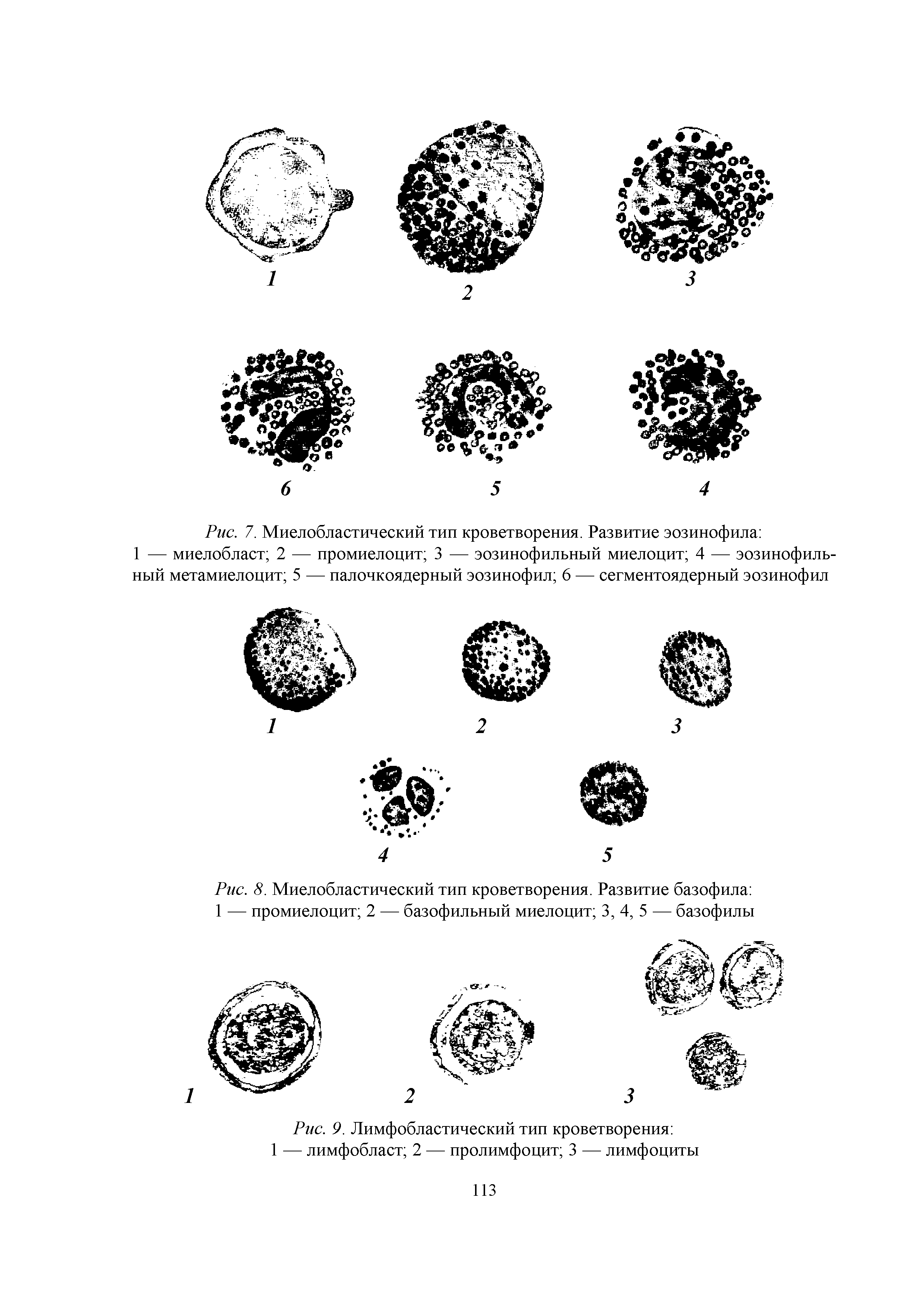 Рис. 8. Миелобластический тип кроветворения. Развитие базофила 1 — промиелоцит 2 — базофильный миелоцит 3, 4, 5 — базофилы...