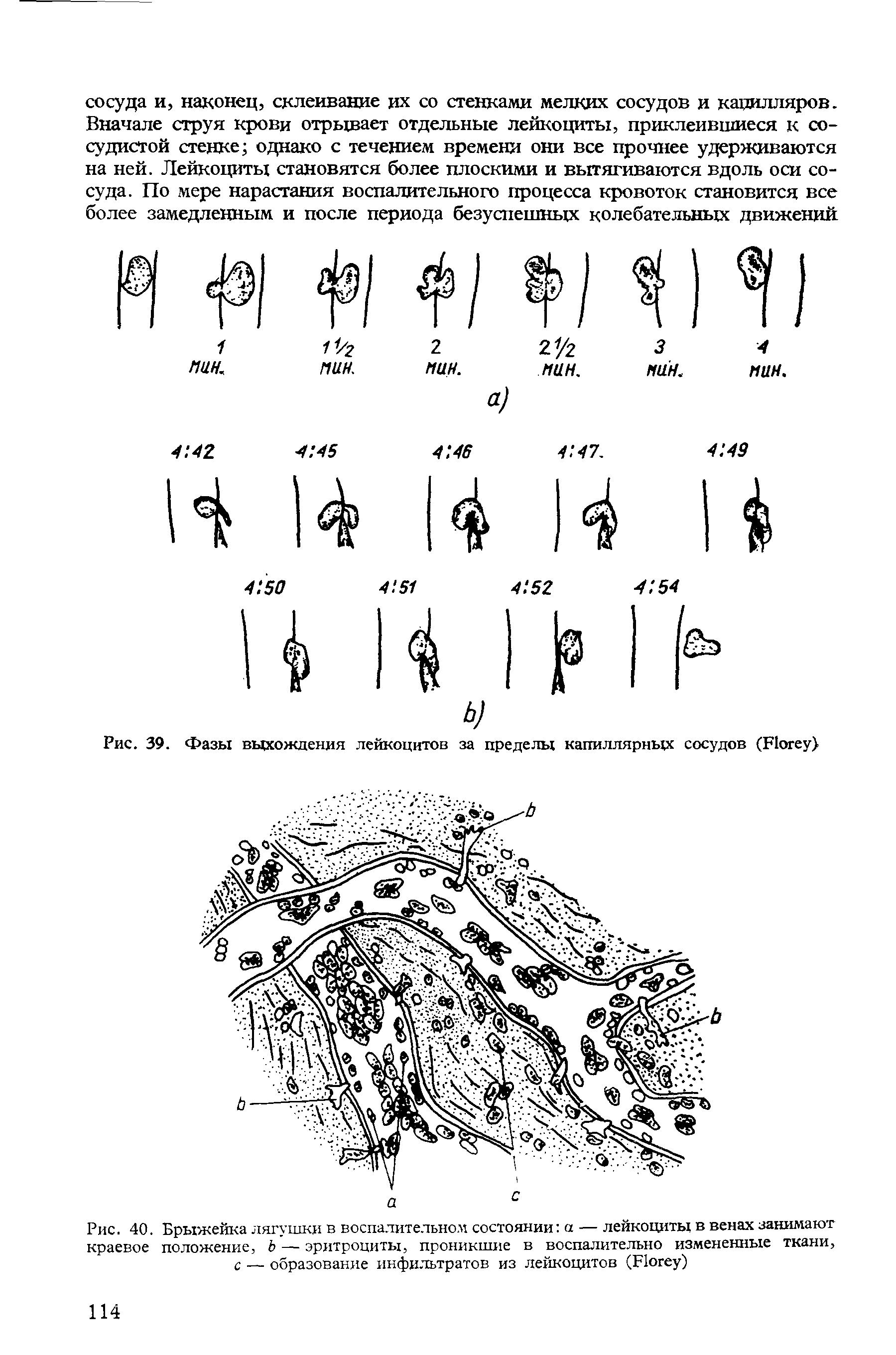 Рис. 40. Брыжейка лягушки в воспалительном состоянии а — лейкоциты в венах занимают краевое положение, — эритроциты, проникшие в воспалительно измененные ткани, с — образование инфильтратов из лейкоцитов (F )...