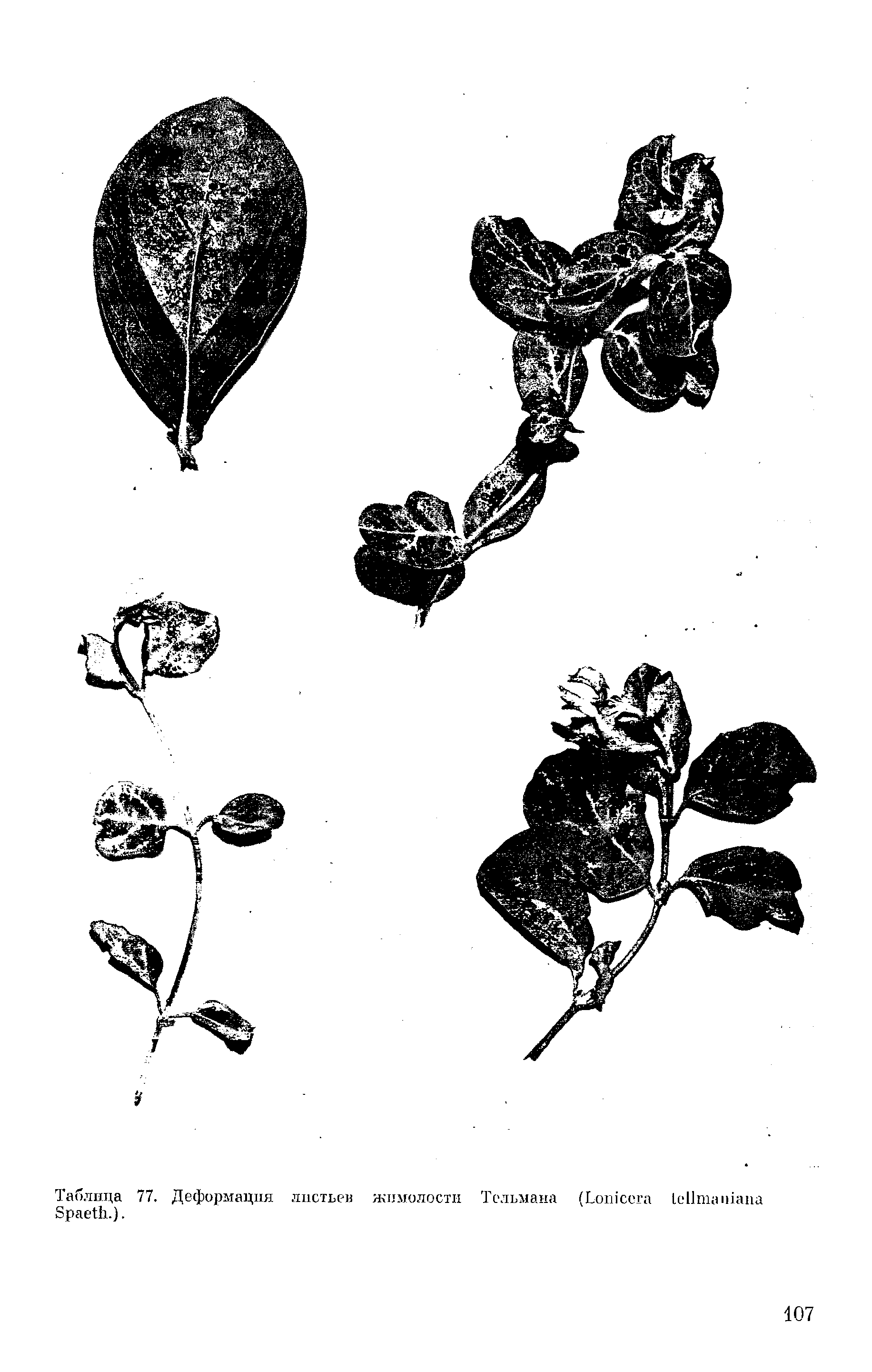 Таблица 77. Деформация листьев жимолости Тельмана (L S .).