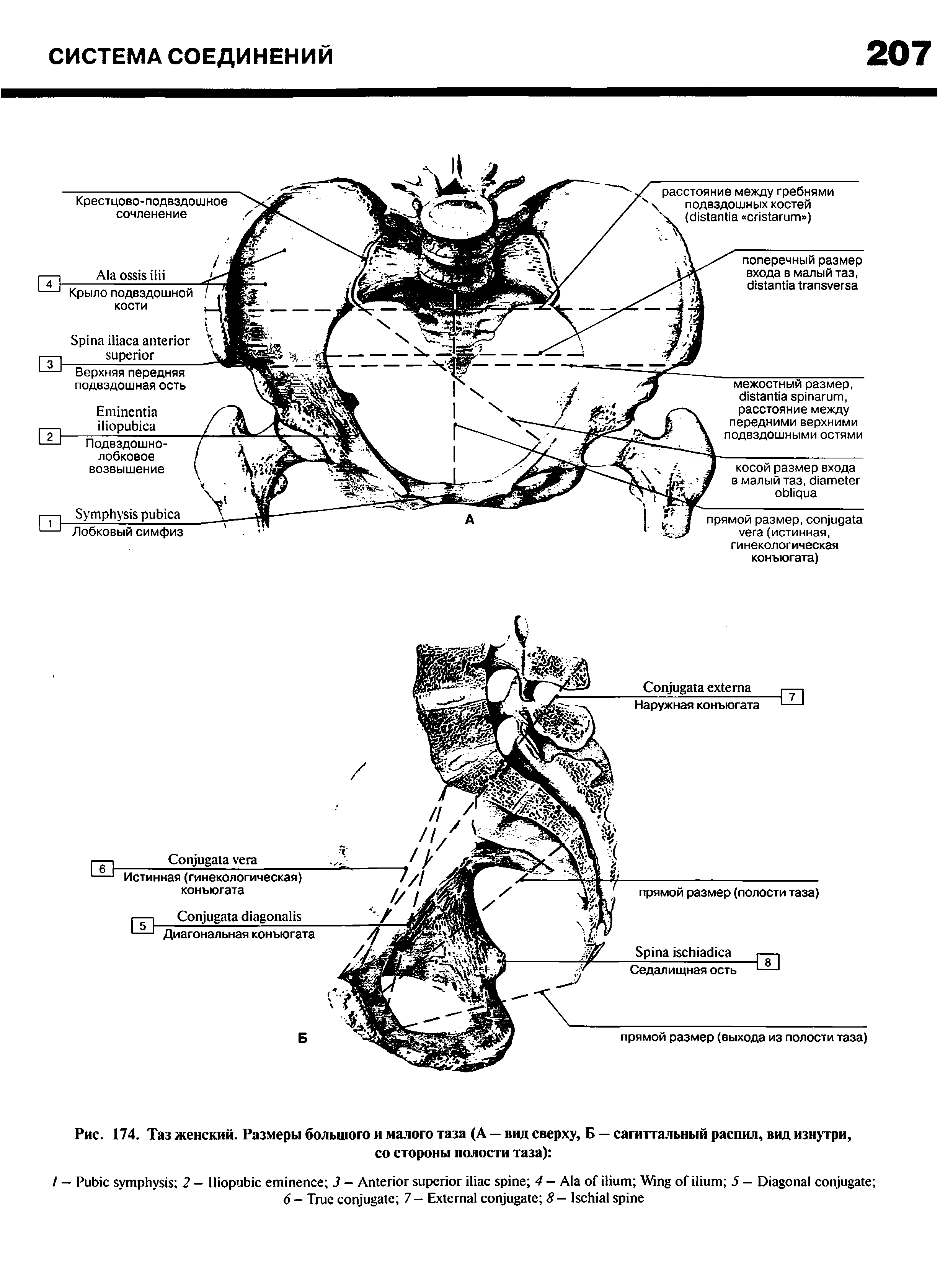 Рис. 174. Таз женский. Размеры большого и малого таза (А — вид сверху, Б — сагиттальный распил, вид изнутри, со стороны полости таза) ...