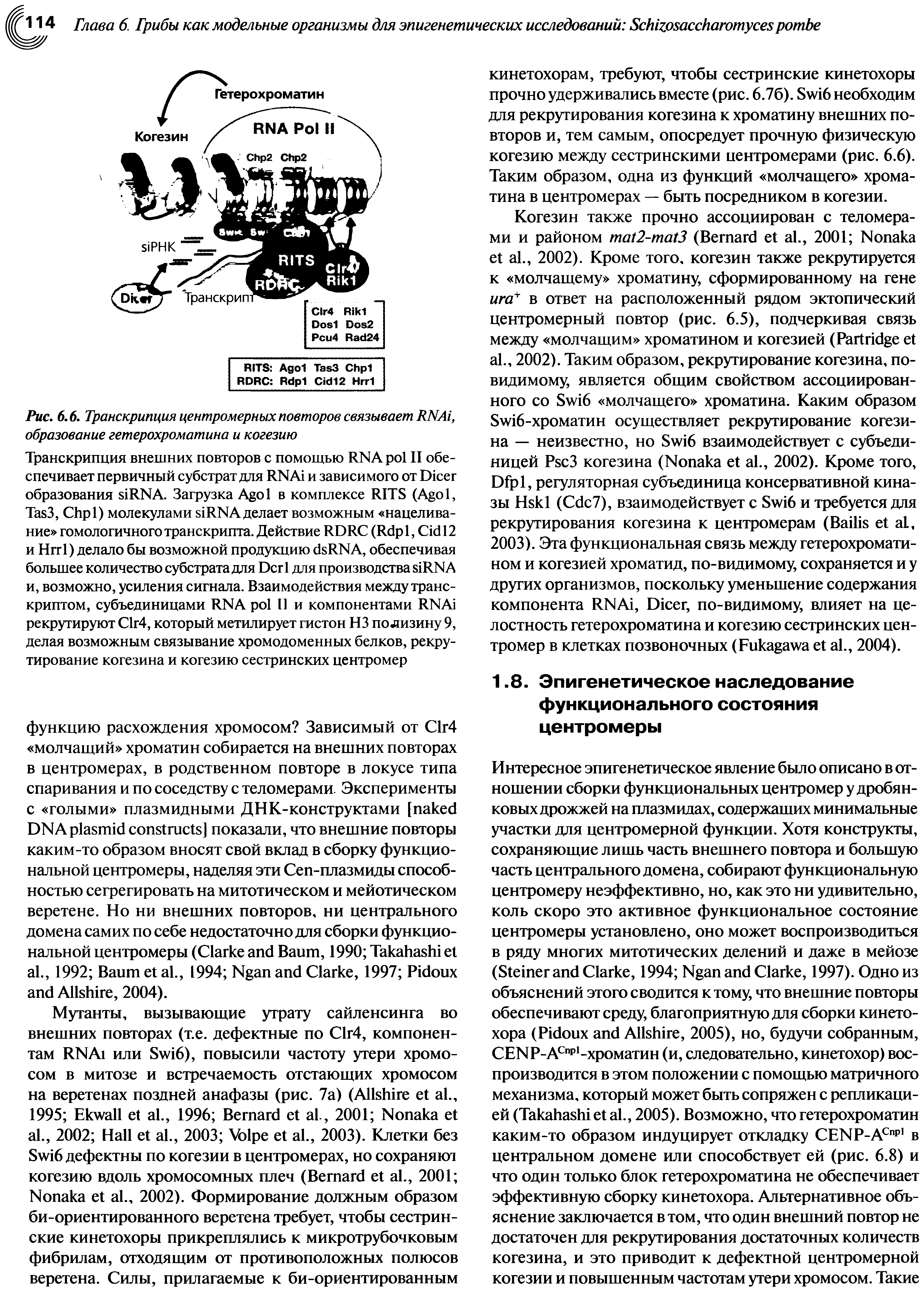 Рис. 6.6. Транскрипция центромерных повторов связывает RNA , образование гетерохроматина и когезию...