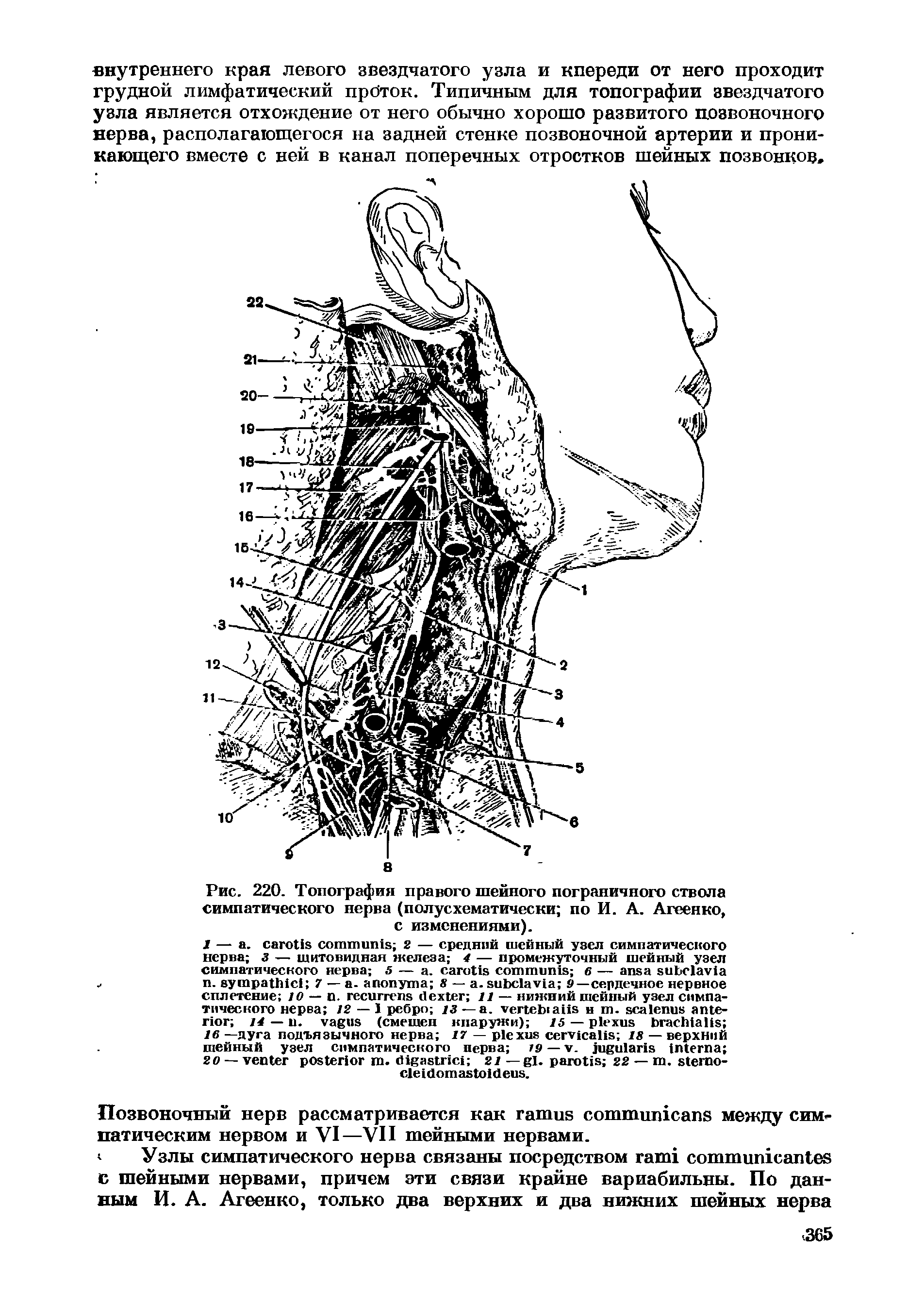 Рис. 220. Топография правого шейного пограничного ствола симпатического нерва (полусхематически по И. А. Агеенко, с изменениями).