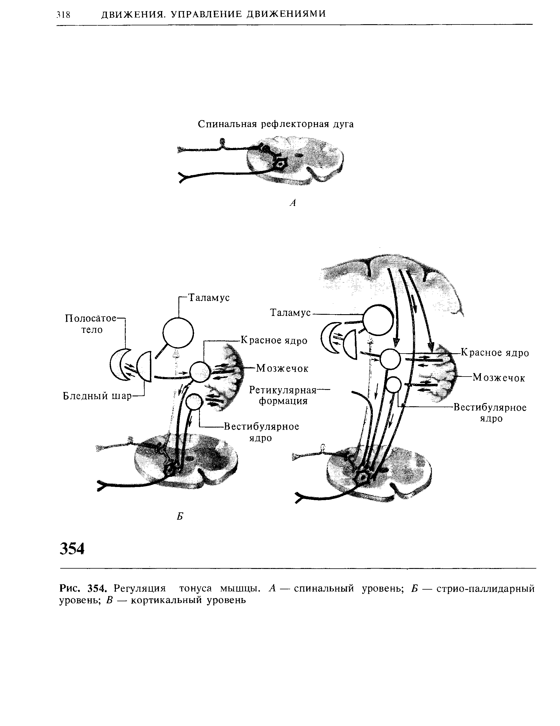 Рис. 354. Регуляция тонуса мышцы. А — спинальный уровень Б — стрио-паллидарный уровень В — кортикальный уровень...