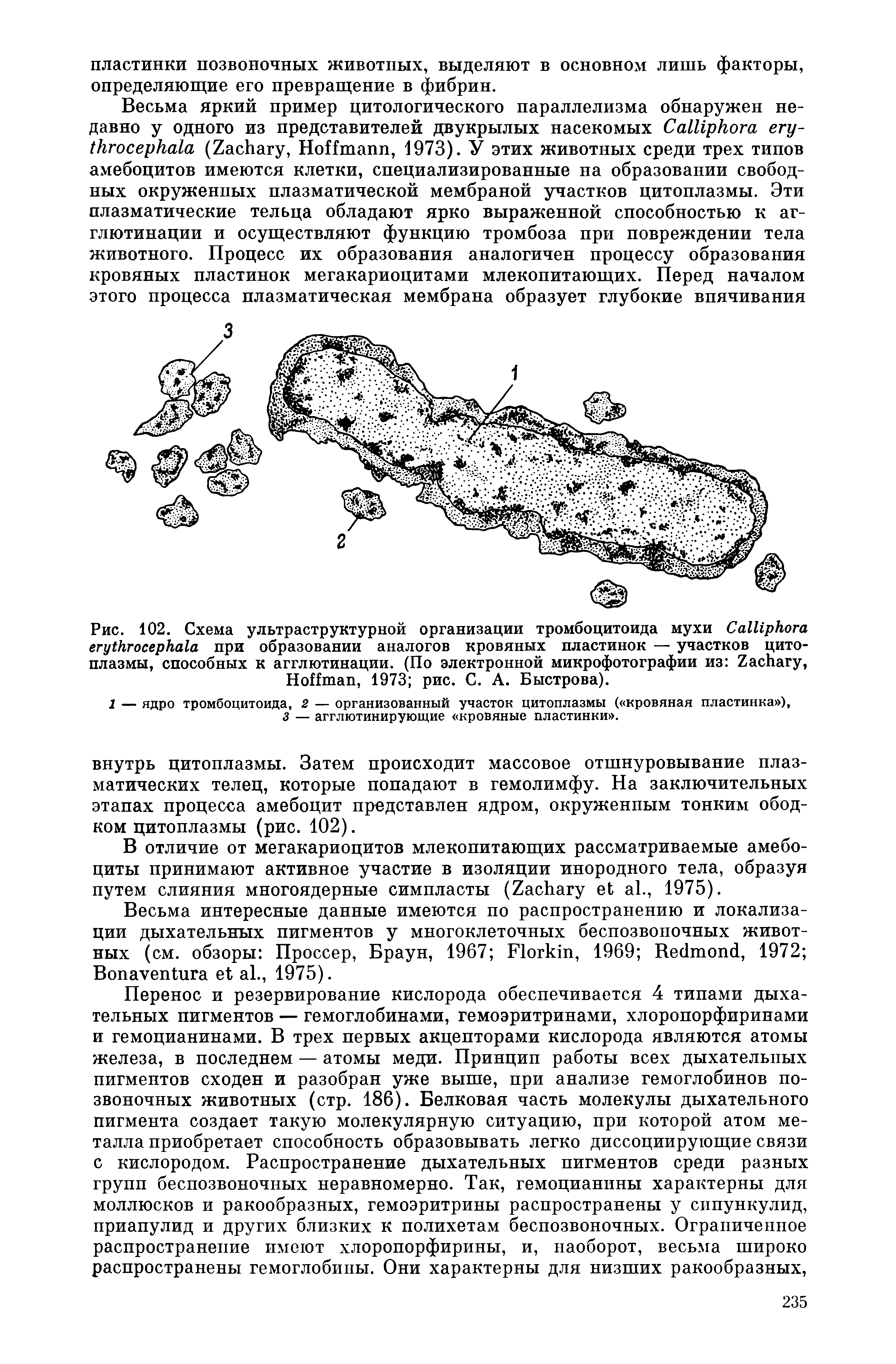 Рис. 102. Схема ультраструктурной организации тромбоцитоида мухи C при образовании аналогов кровяных пластинок — участков цитоплазмы, способных к агглютинации. (По электронной микрофотографии из Z , H , 1973 рис. С. А. Быстрова).