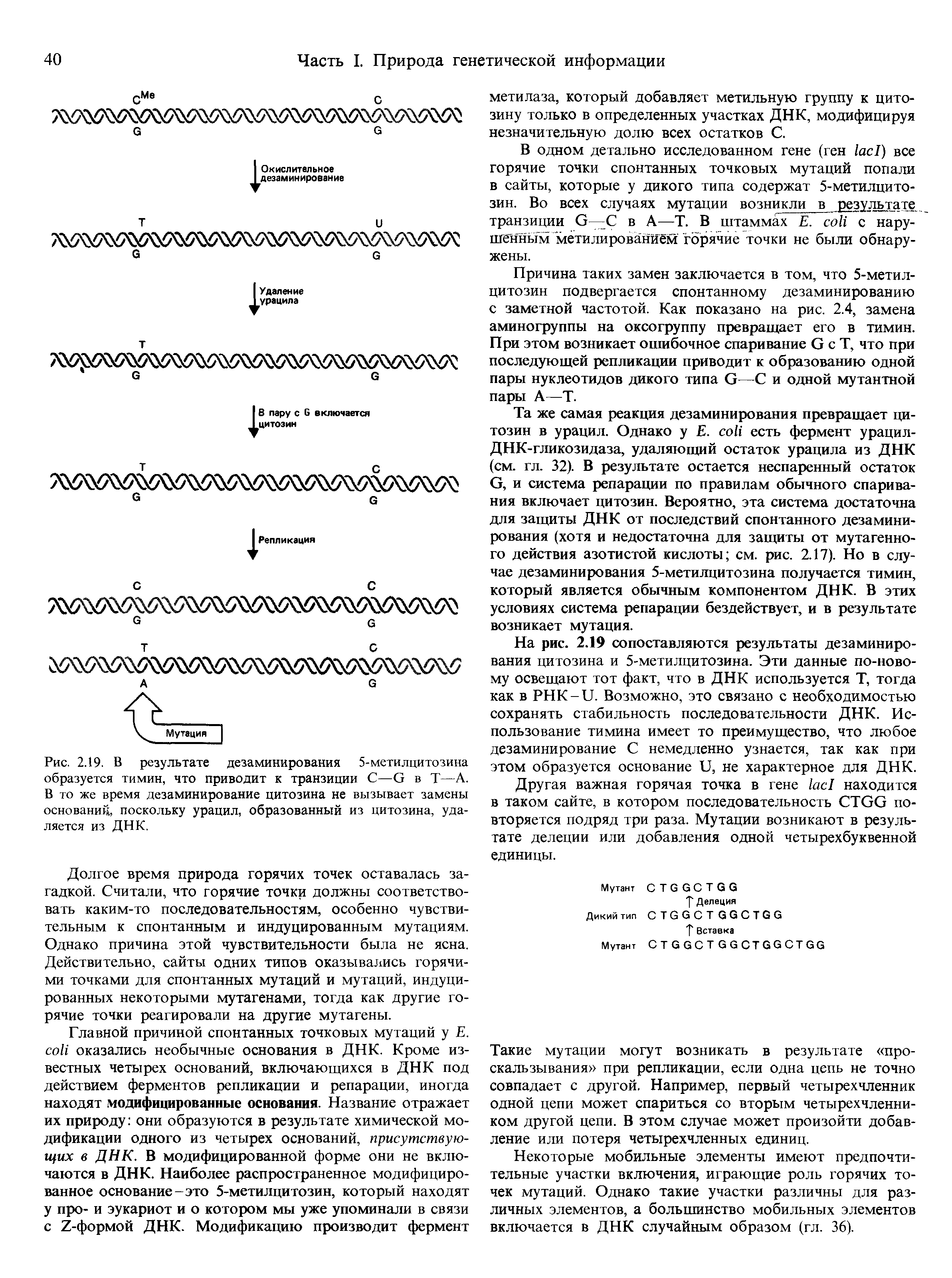 Рис. 2.19. В результате дезаминирования 5-метилцитозина образуется тимин, что приводит к транзиции С—G в Т—А. В то же время дезаминирование цитозина не вызывает замены оснований, поскольку урацил, образованный из цитозина, удаляется из ДНК.