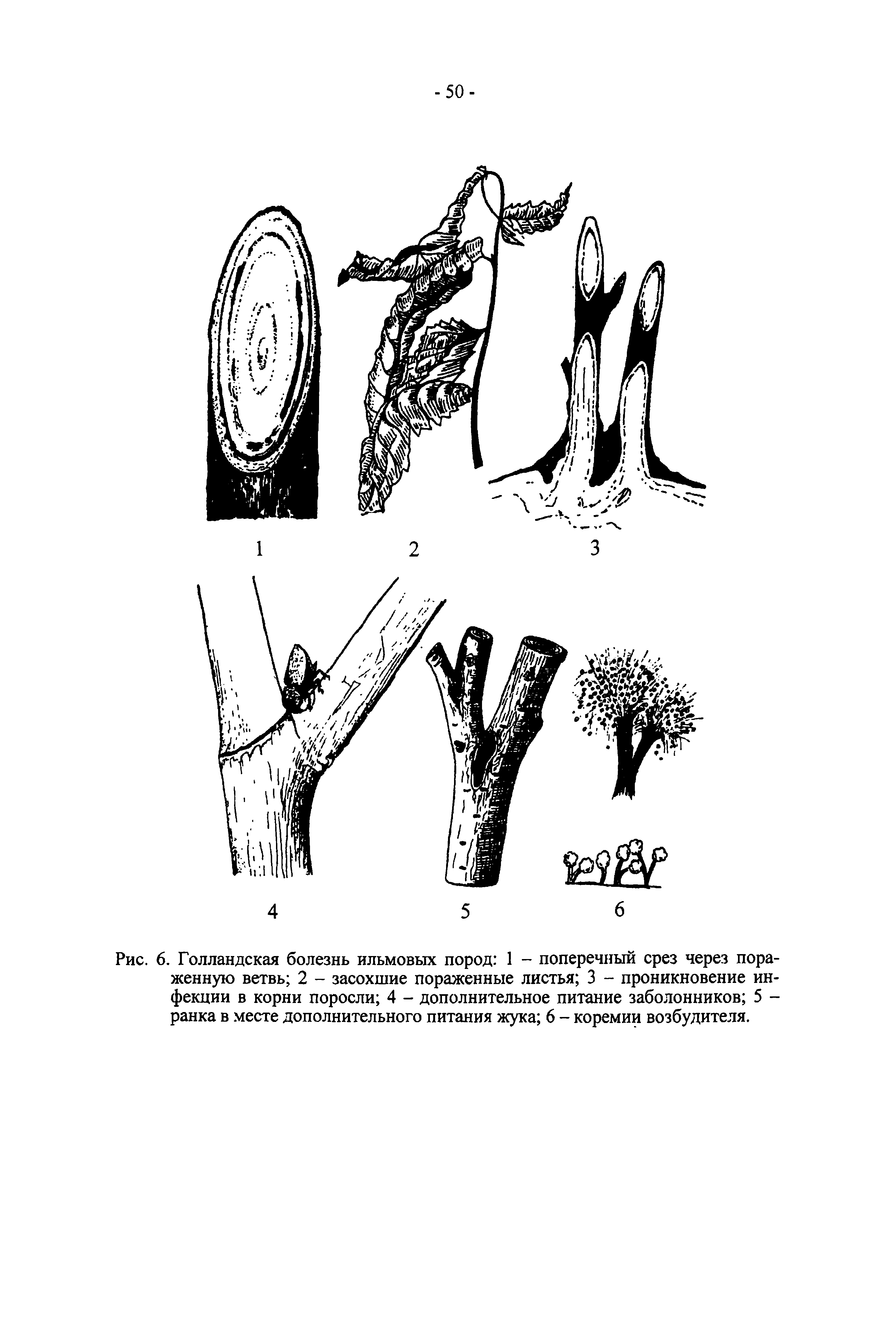 Рис. 6. Голландская болезнь ильмовых пород 1 - поперечный срез через пораженную ветвь 2 - засохшие пораженные листья 3 - проникновение инфекции в корни поросли 4 - дополнительное питание заболонников 5 -ранка в месте дополнительного питания жука 6 - коремии возбудителя.