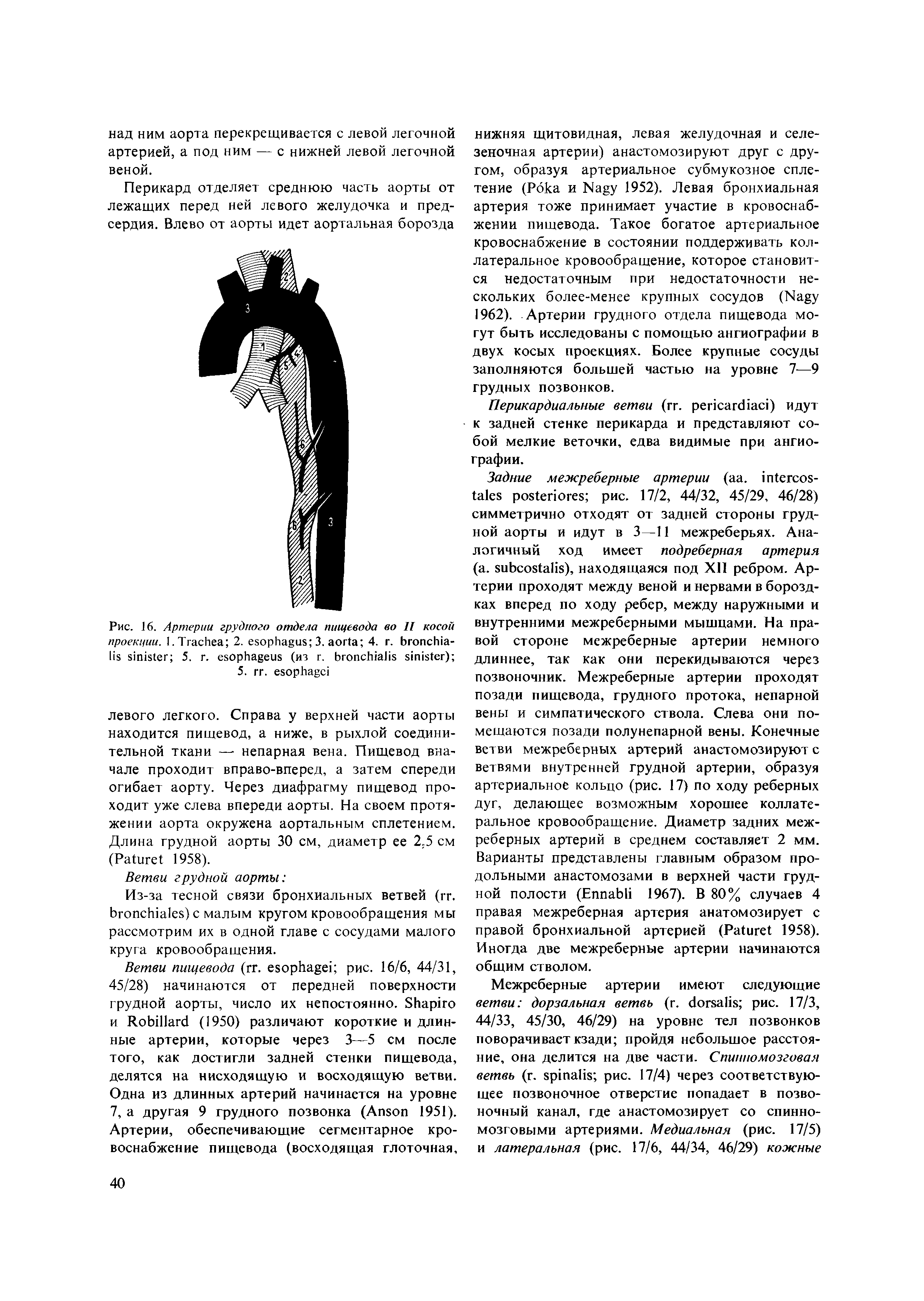 Рис. 16. Артерии грудного отдела пищевода во II косой проекции. I. T 2. 3. 4. г. - 5. . (из г. ) ...