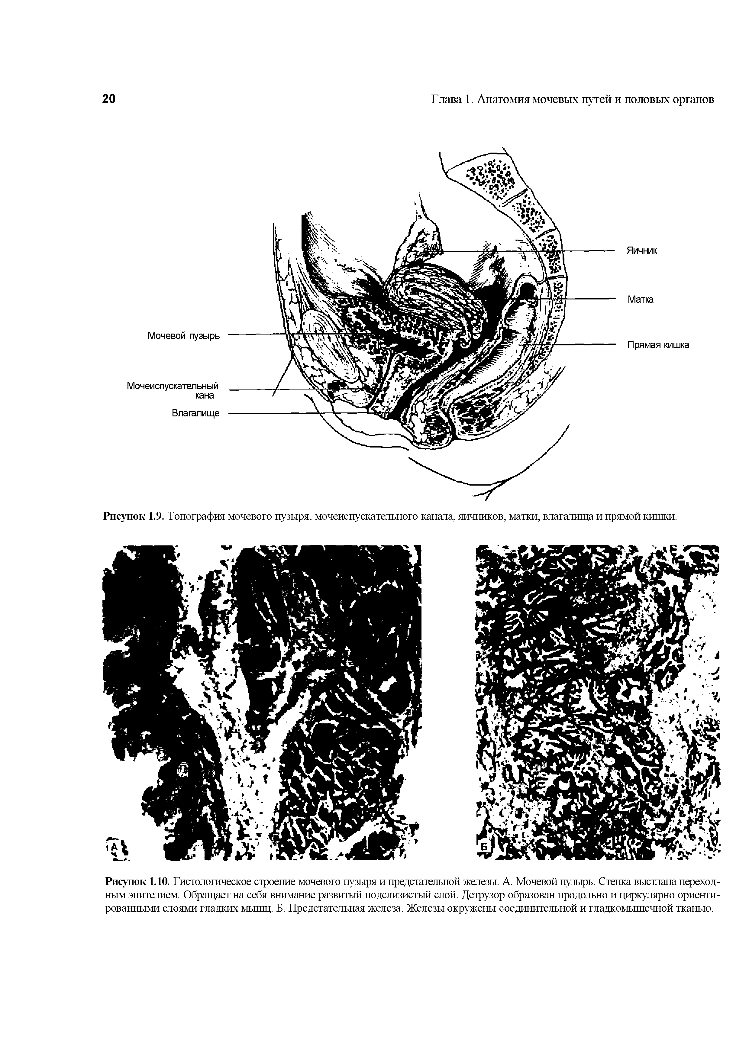 Рисунок 1.10. Гистологическое строение мочевого пузыря и предстательной железы. А. Мочевой пузырь. Стенка выстлана переходным эпителием. Обращает на себя внимание развитый подслизистый слой. Детрузор образован продольно и циркулярно ориентированными слоями гладких мышц. Б. Предстательная железа. Железы окружены соединительной и гладкомышечной тканью.
