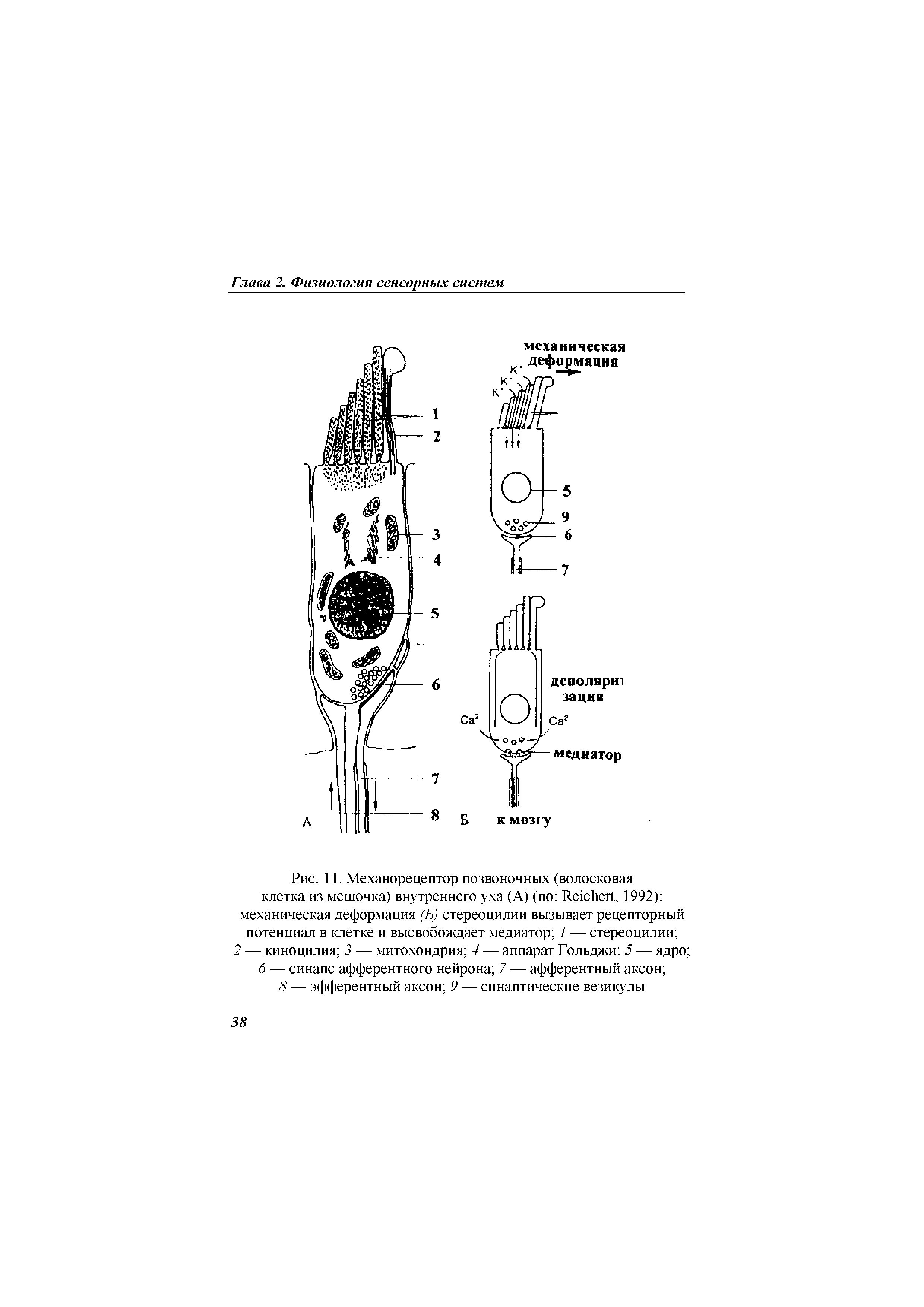 Рис. 11. Механорецептор позвоночных (волосковая клетка из мешочка) внутреннего уха (А) (по R , 1992) механическая деформация (Б) стереоцилии вызывает рецепторный потенциал в клетке и высвобождает медиатор 1 — стереоцилии 2 — киноцилия 3 — митохондрия 4 — аппарат Гольджи 5 — ядро 6 — синапс афферентного нейрона 7 — афферентный аксон ...