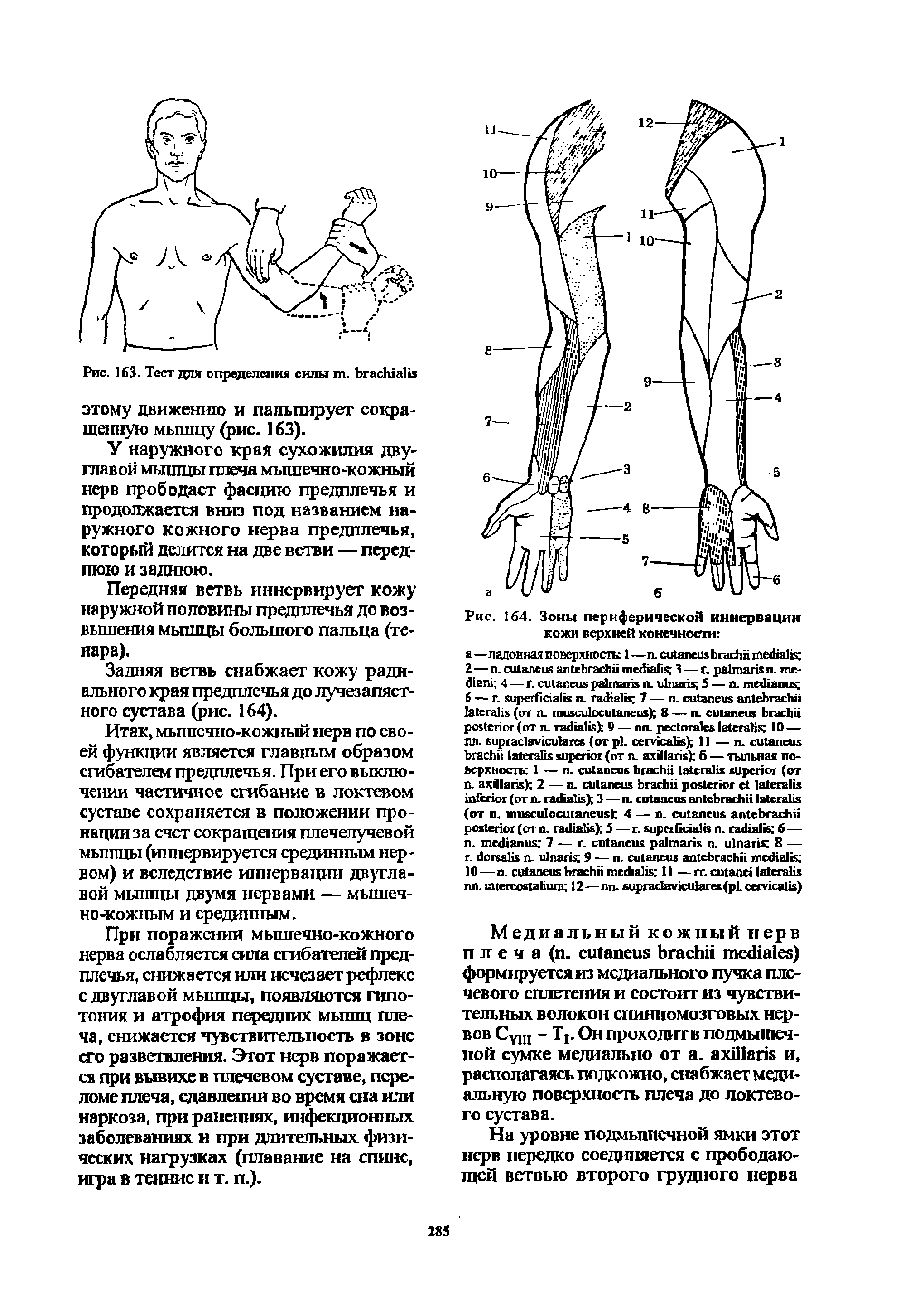 Рис. 164. Зоны периферической иннервации кожи верхней конечности ...