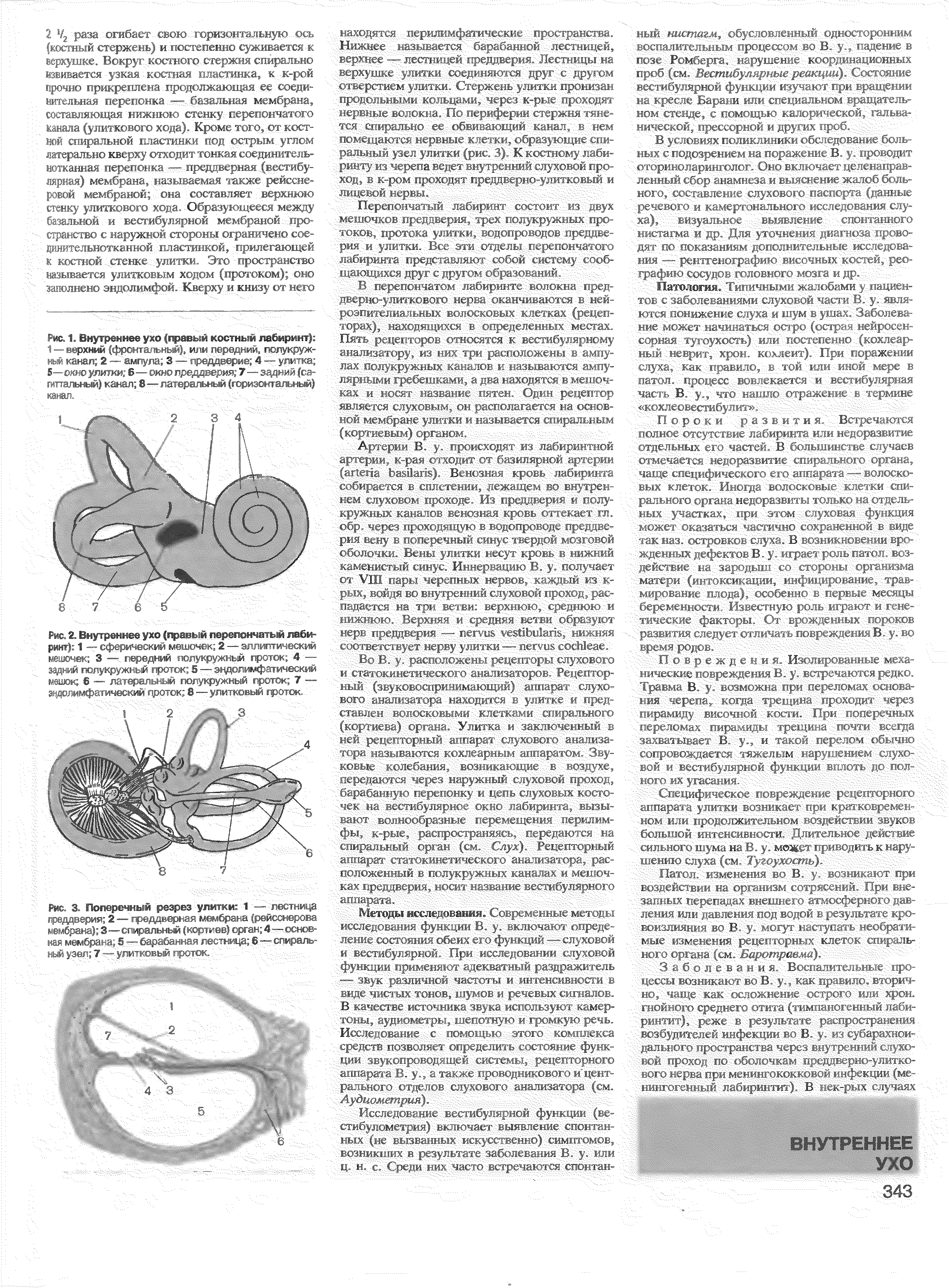 Рис. 2. Внутреннее ухо (правый перепончатый лабиринт) 1 — сферический мешочек 2 — эллиптический мешочек 3 — передний полукружный проток 4 -задний полукружный проток 5 —эндолимфатический мешок 6 — латеральный полукружный проток 7 -Зкдолимфатический проток 8—улитковый гроток.