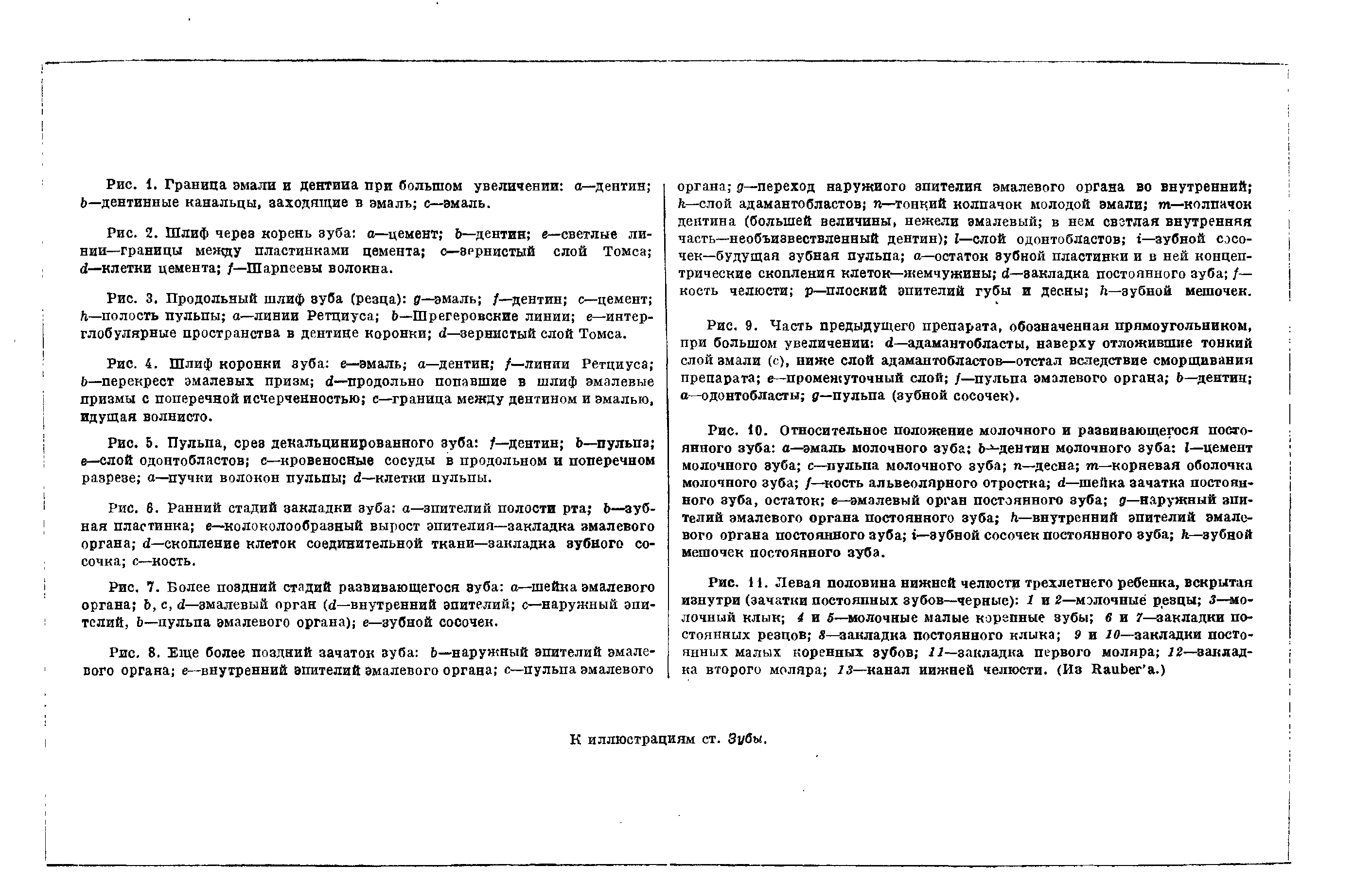 Рис. 3. Продольный шлиф зуба (резца) д—эмаль /—дентин с—цемент Л—полость пульпы а—линии Ретциуса Ь—Шрегеровские линии е—интерглобулярные пространства в дентине коронки <2—зернистый слой Томса.