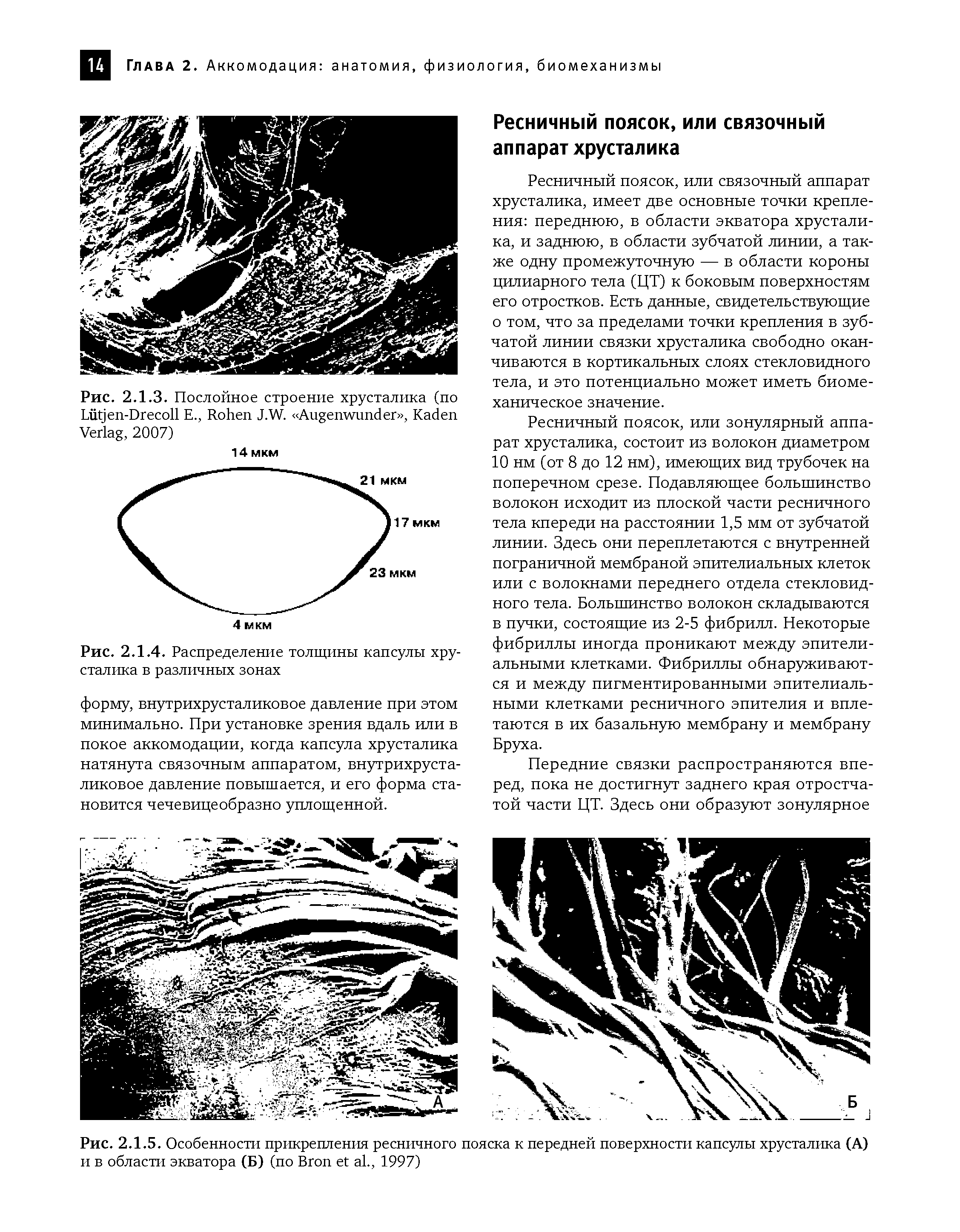 Рис. 2.1.3. Послойное строение хрусталика (по L -D Е., R J.W. A , K V , 2007)...