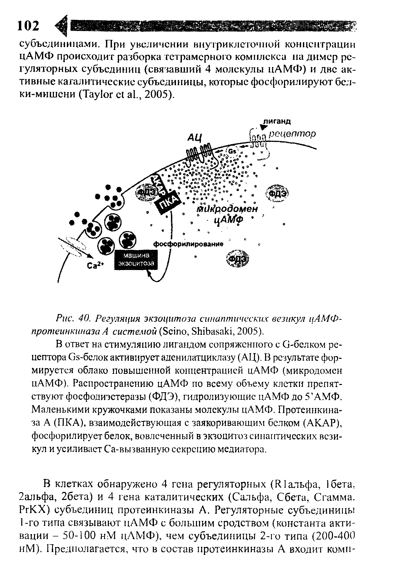 Рис. 40. Регуляция экзоцитоза синаптических везикул иАМФ-протеинкиназа А системой (Бсшо, ЗЫЬаьакц 2005).