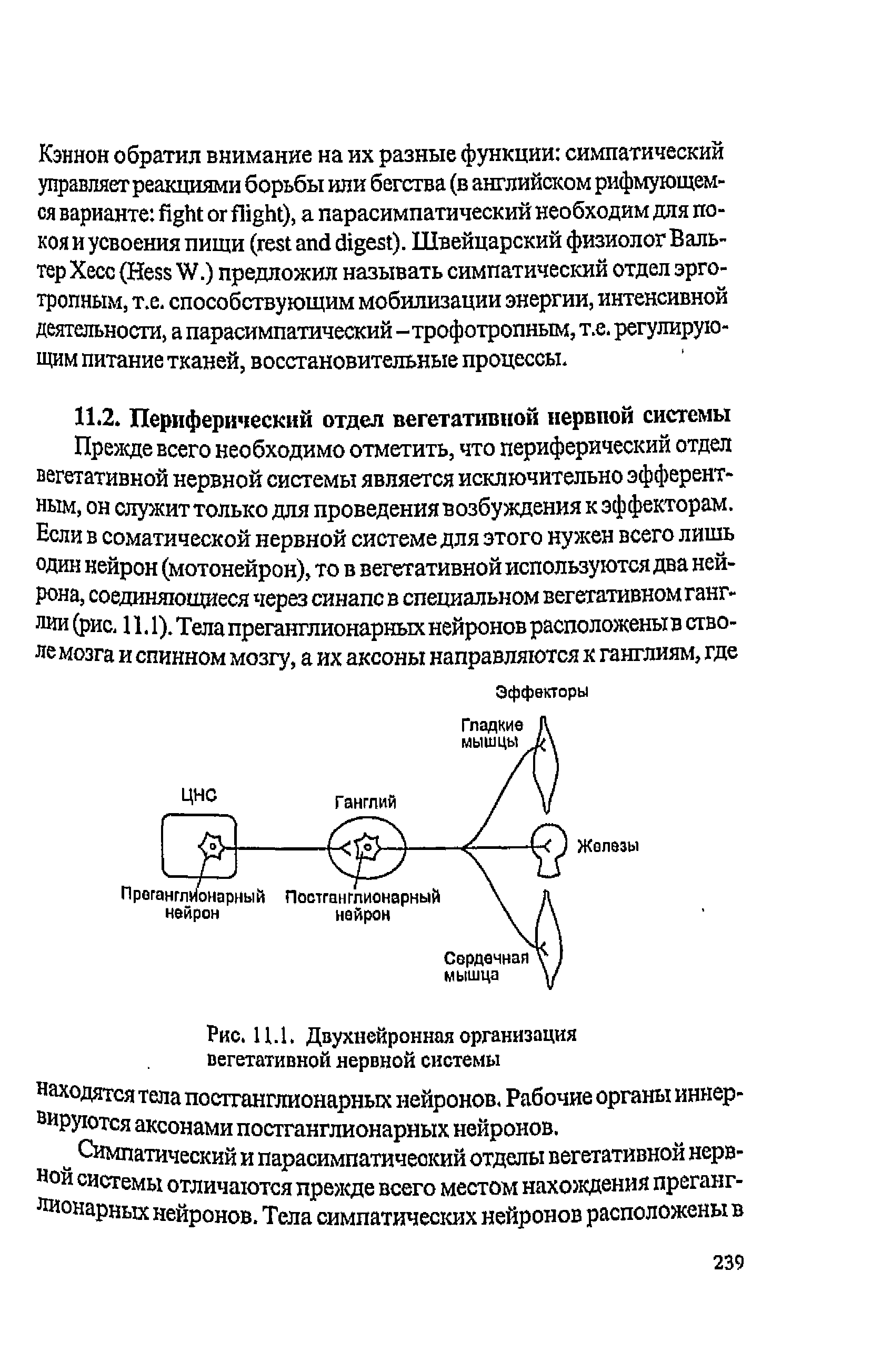 Рис. Ц.1. Двухнейронная организация вегетативной нервной системы находятся тела постганглионарных нейронов. Рабочие органы иннервируются аксонами постганглионарных нейронов.