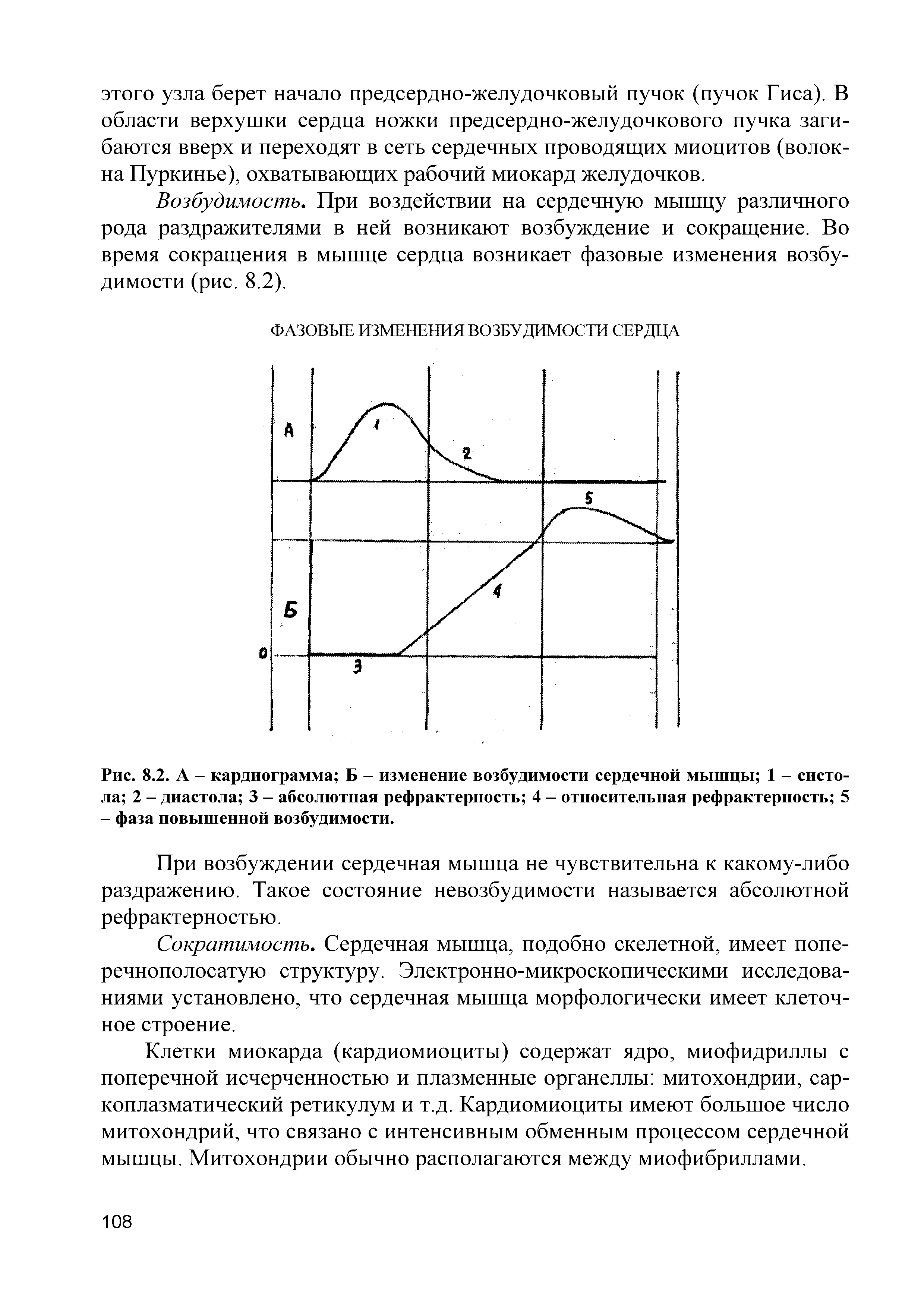 Рис. 8.2. А - кардиограмма Б - изменение возбудимости сердечной мышцы 1 - систола 2 - диастола 3 - абсолютная рефрактерность 4 - относительная рефрактерность 5 - фаза повышенной возбудимости.