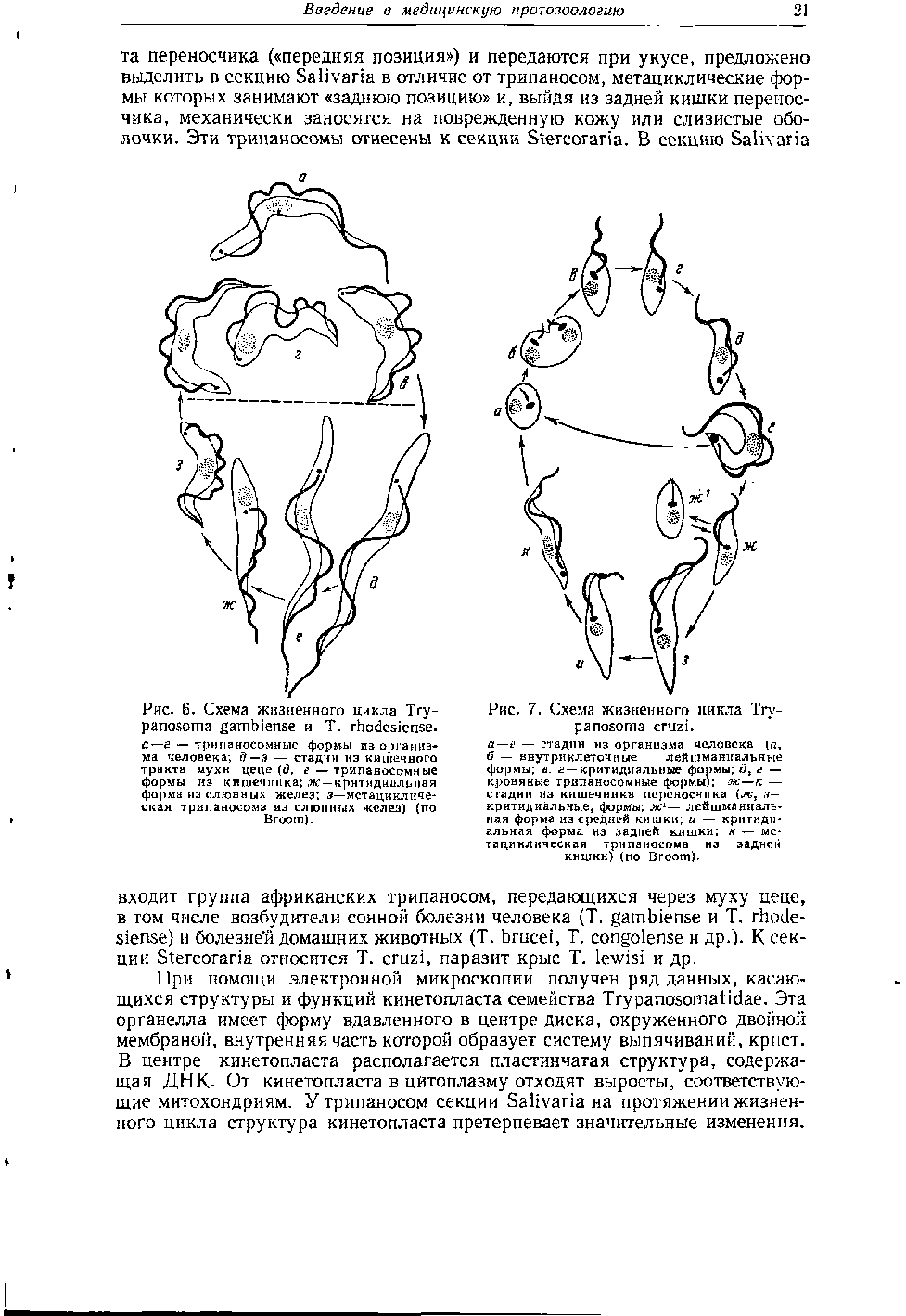 Рис. 6. Схема жизненного цикла T и Т. . й—е — трнпаносомныс формы на орган из ма человека —а — стадии из K ночного тракта иухн цеце ( , — трипавосомные формы из кишечника ж —крнтмдиилипая форма из слюни ых желез з—мета цикл иче-скал трипаносома из слюнных желез) (по B ).