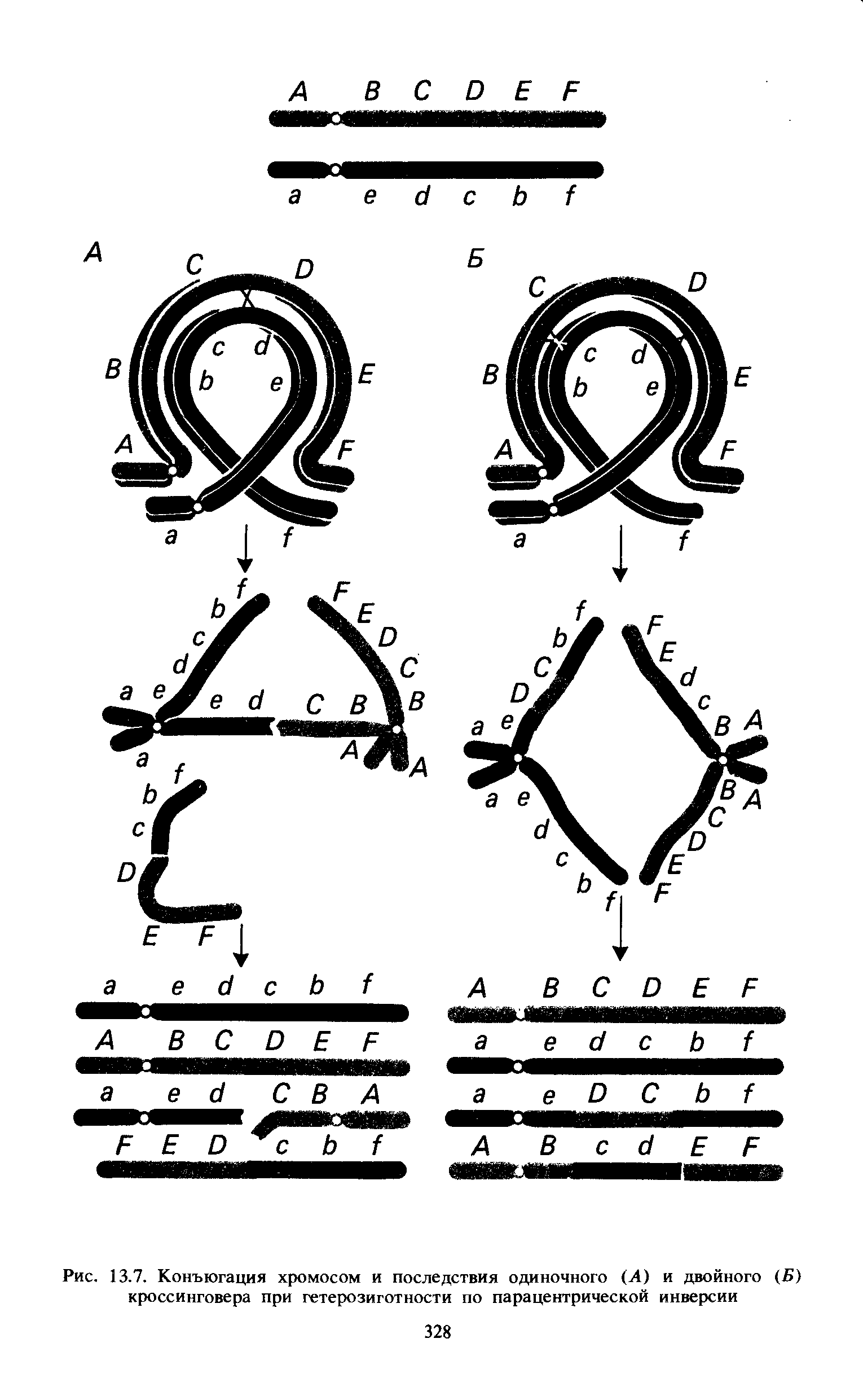 Рис. 13.7. Конъюгация хромосом и последствия одиночного (А) и двойного (6) кроссинговера при гетерозиготности по парацентрической инверсии...