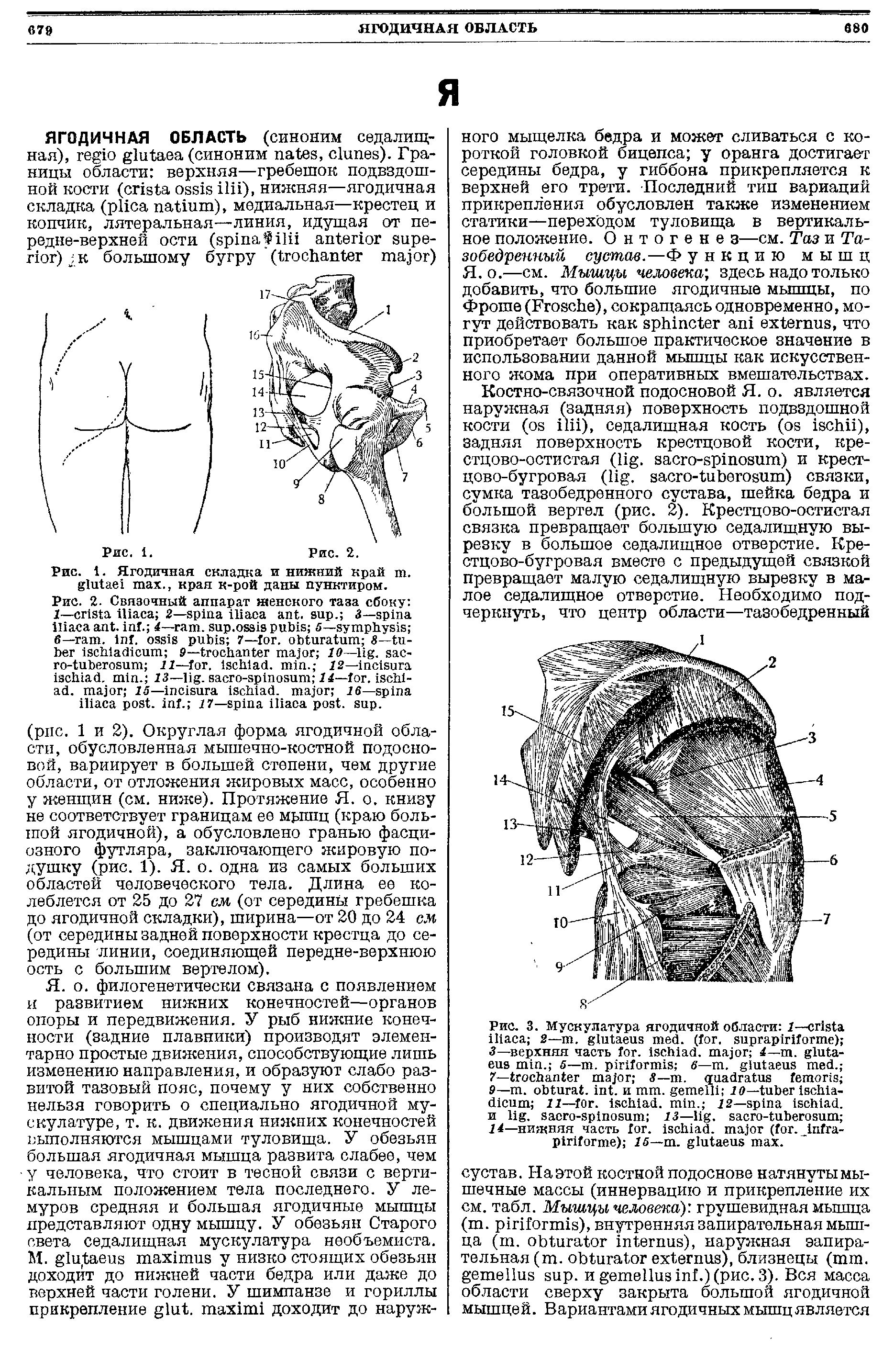 Рис. 1. Ягодичная складка и нижний край т. ., края к-рой даны пунктиром.