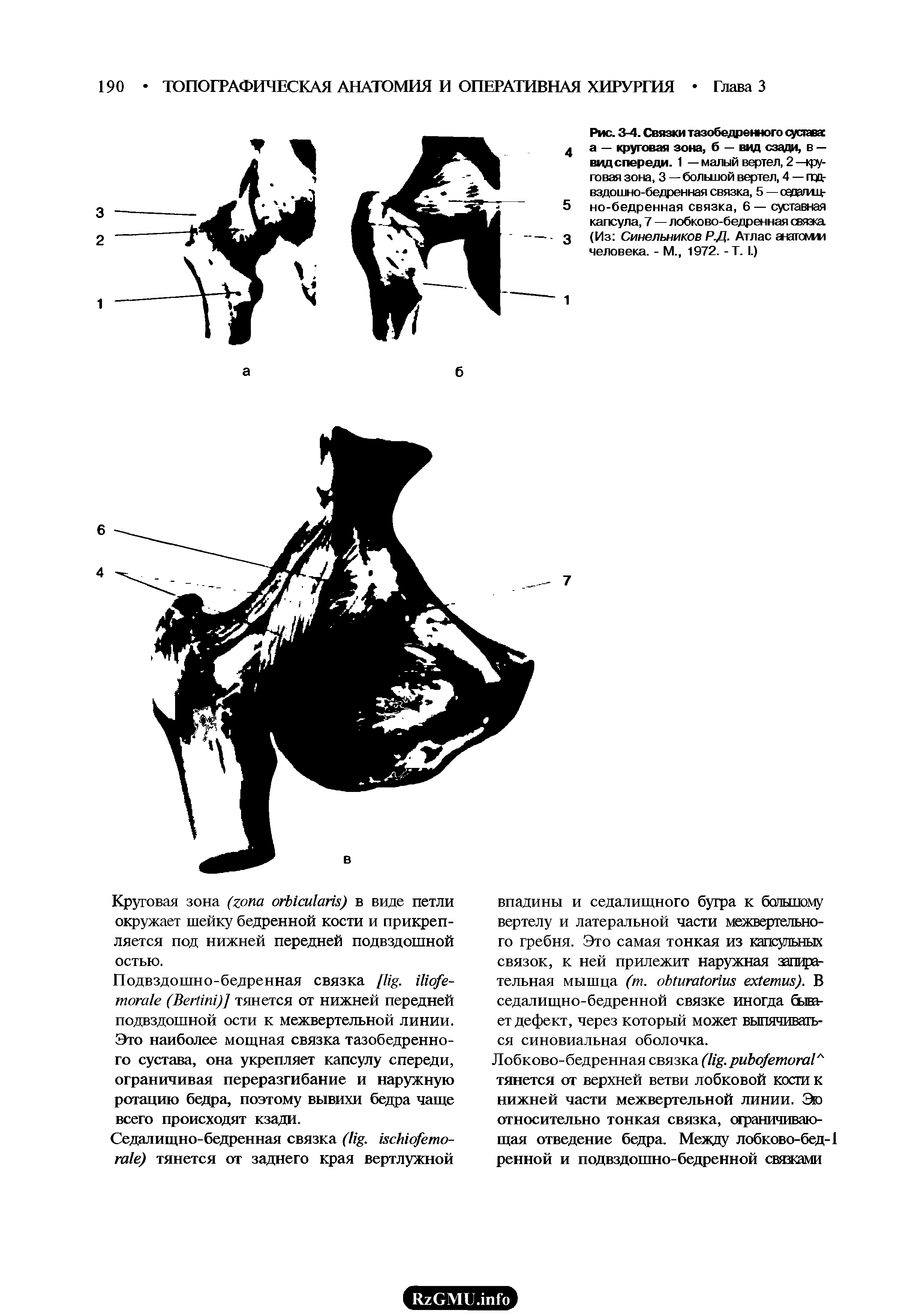 Рис. 3-4. Связки тазобедренного сустава а — круговая зона, б — вид сзади, в — вид спереди. 1 — малый вертел, 2 —круговая зона, 3 — большой вертел, 4 — год вздошно-бедренная связка, 5 — сад/иц-но-бедренная связка, 6 — суставная капсула, 7 — лобково-бедренная связка (Из Синельников Р.Д. Атлас анатомии человека. - М., 1972. -Т. I.)...