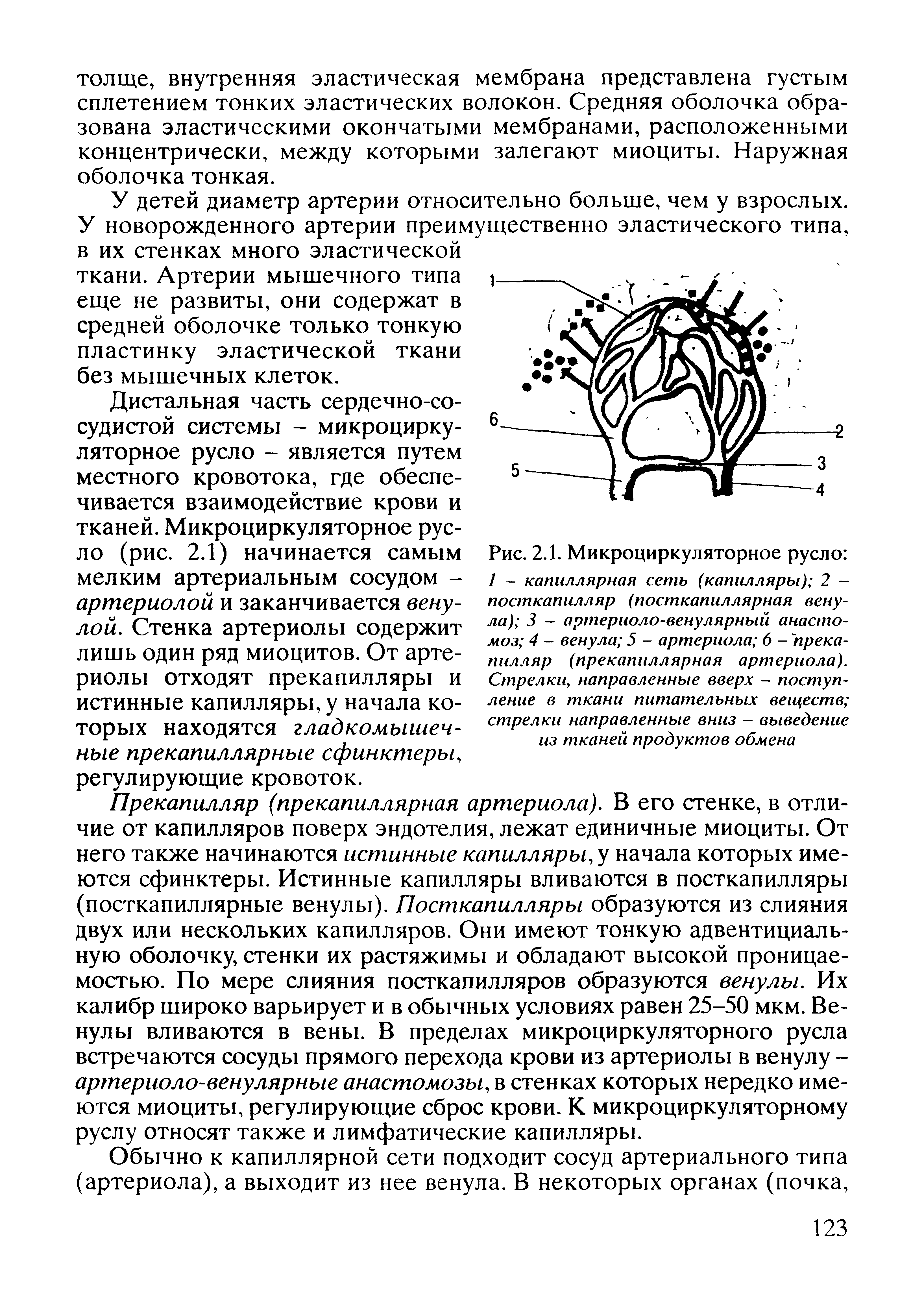 Рис. 2.1. Микроциркуляторное русло 1 - капиллярная сеть (капилляры) 2 -посткапилляр (посткапиллярная венула) 3 - артериоло-венулярный анастомоз 4 - венула 5 - артериола 6 - прекапилляр (прекапиллярная артериола). Стрелки, направленные вверх - поступление в ткани питательных веществ стрелки направленные вниз - выведение из тканей продуктов обмена...