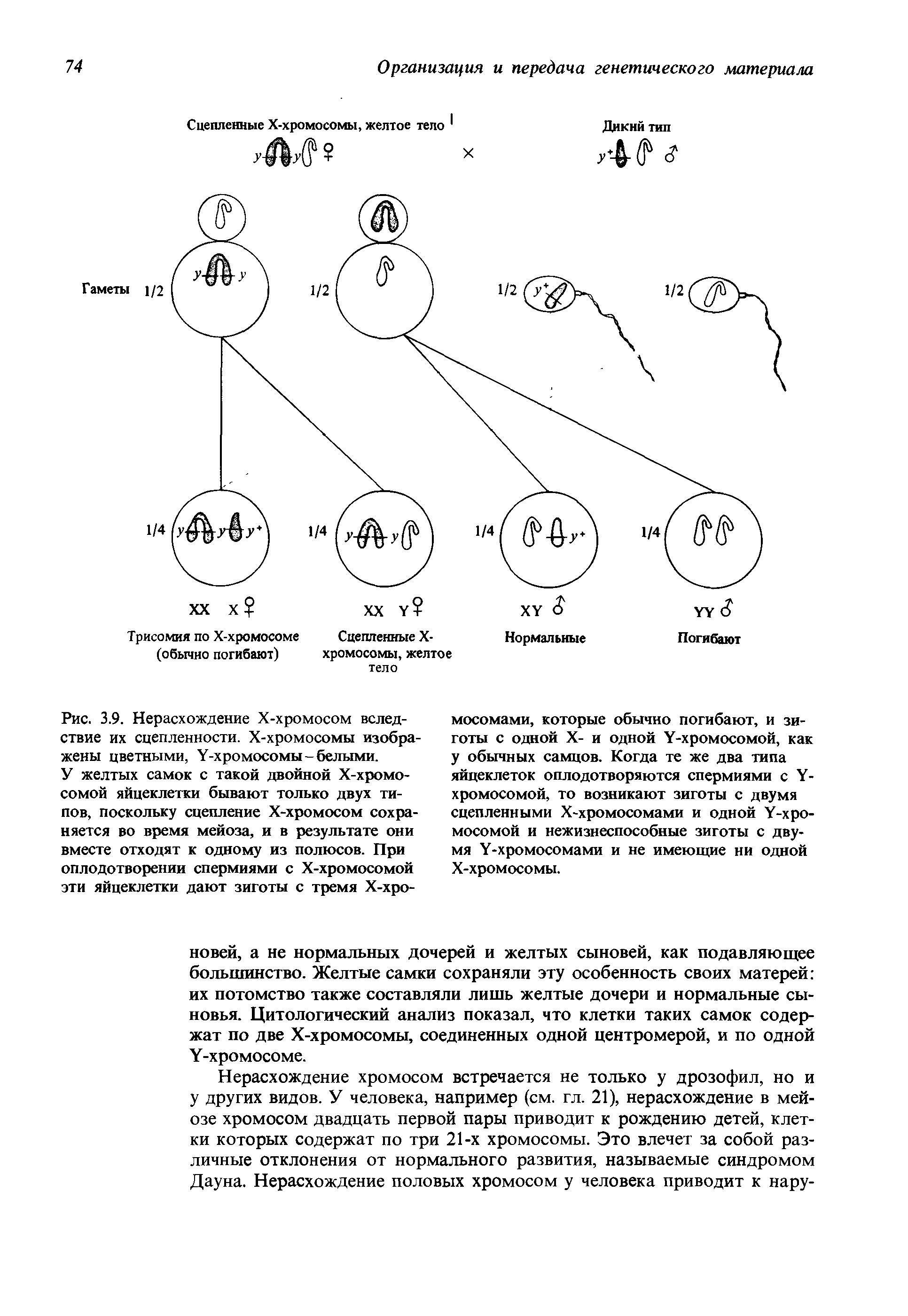 Рис. 3.9. Нерасхождение Х-хромосом вследствие их сцепленности. Х-хромосомы изображены цветными, У-хромосомы-белыми.
