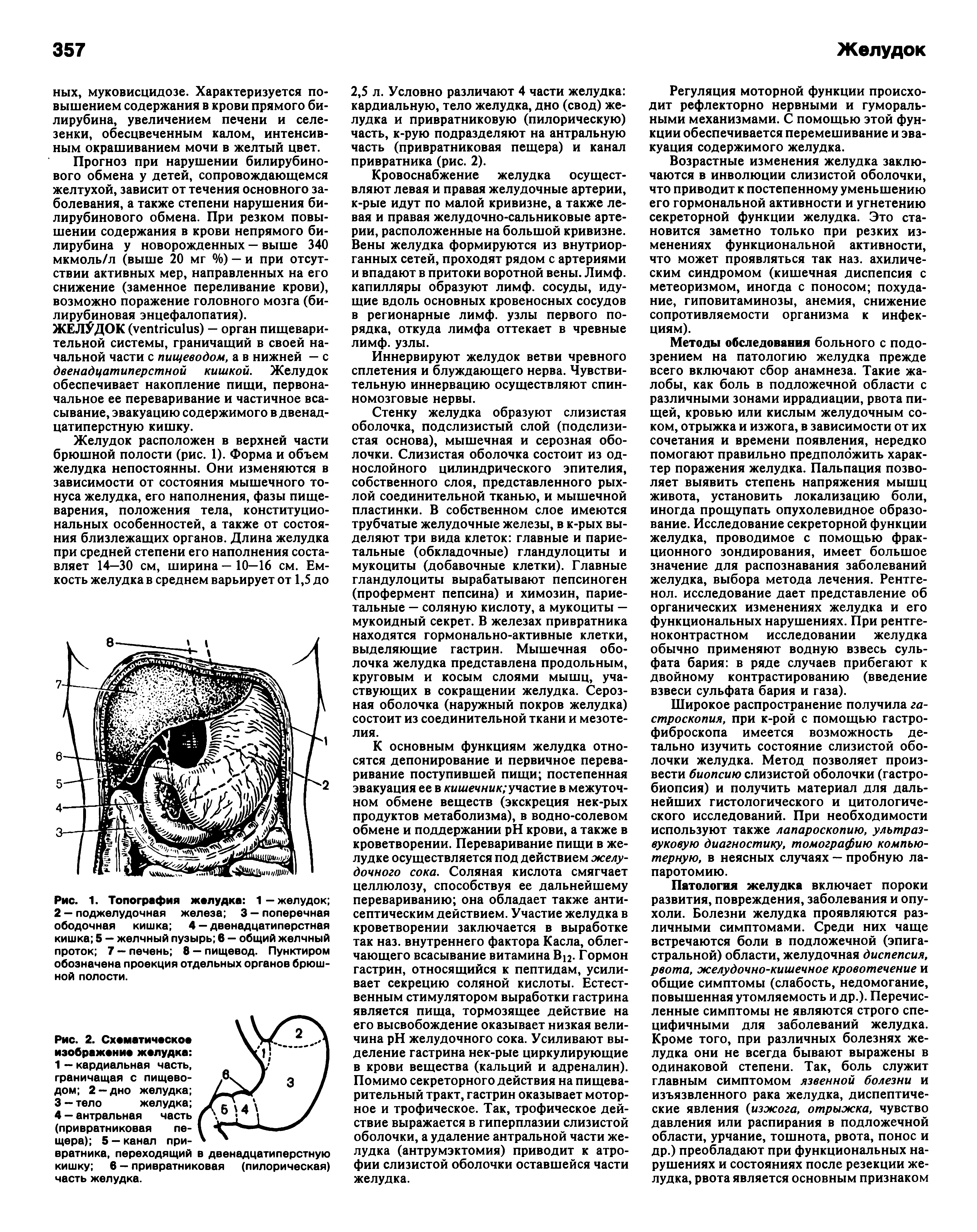 Рис. 1. Топография желудка 1—желудок 2 - поджелудочная железа 3 - поперечная ободочная кишка 4 — двенадцатиперстная кишка 5 — желчный пузырь 6 — общий желчный проток 7 — печень 8 — пищевод. Пунктиром обозначена проекция отдельных органов брюшной полости.