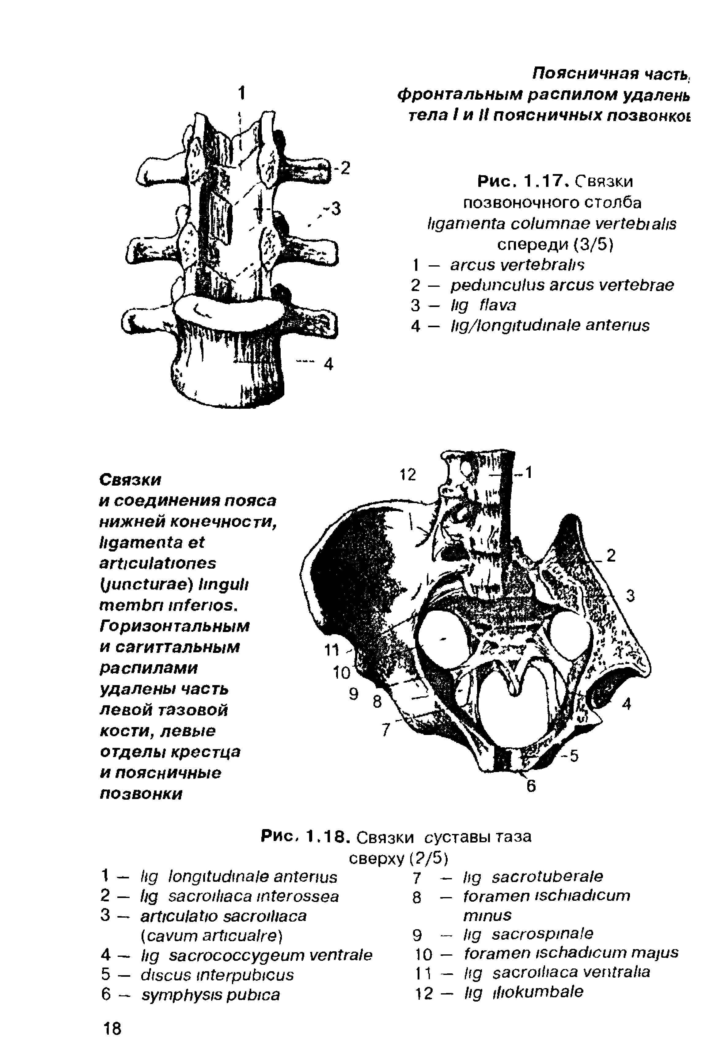 Рис. 1,17. Связки позвоночного столба спереди (3/5)...