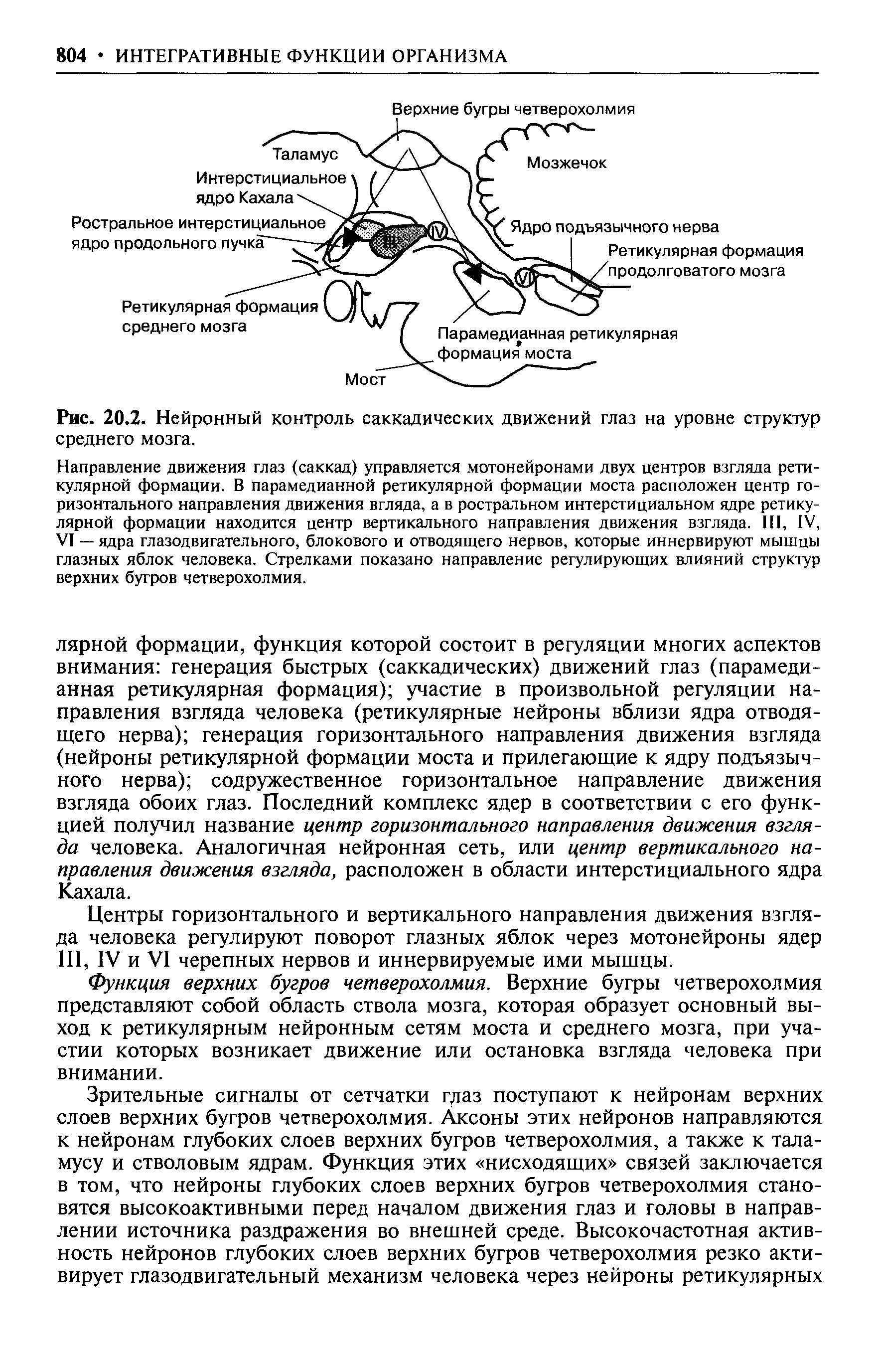 Рис. 20.2. Нейронный контроль саккадических движений глаз на уровне структур среднего мозга.