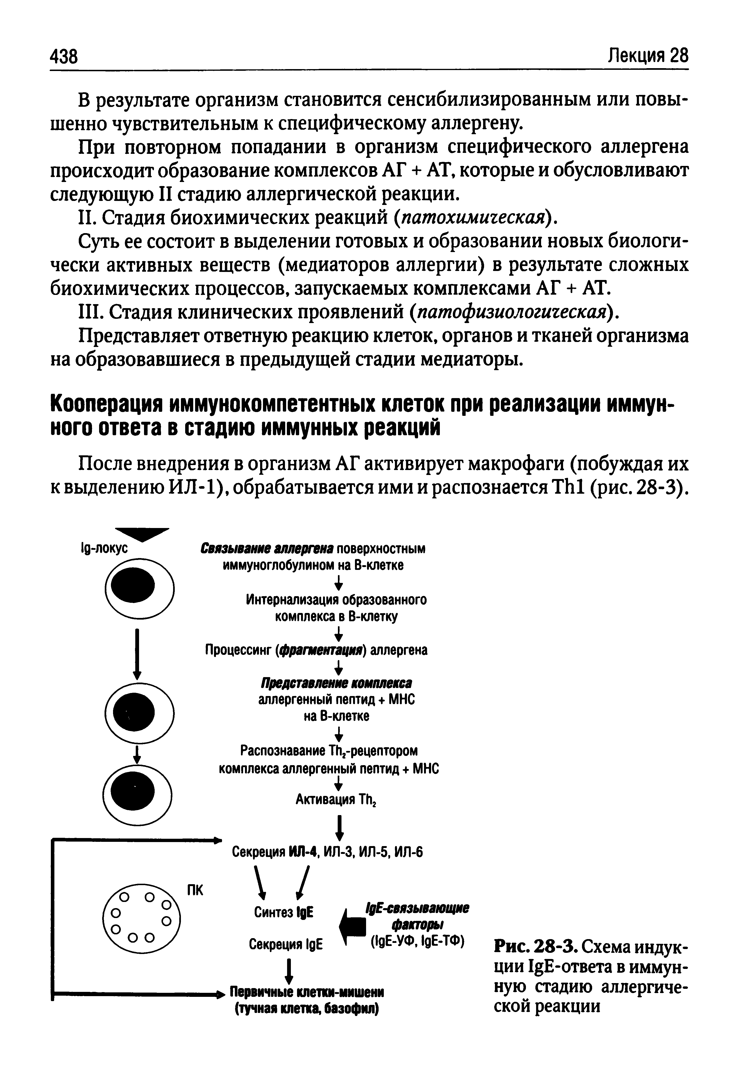 Рис. 28-3. Схема индукции Е-ответа в иммунную стадию аллергической реакции...