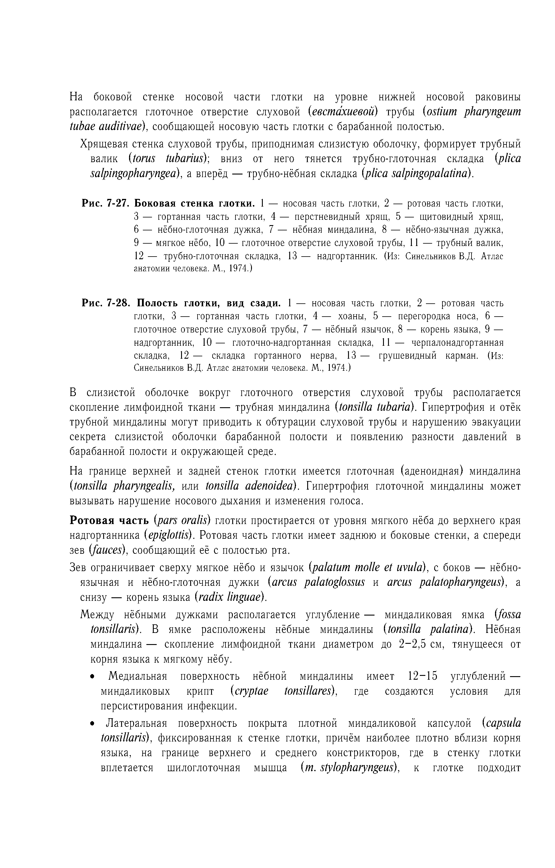 Рис. 7-28. Полость глотки, вид сзади. 1 — носовая часть глотки, 2 — ротовая часть глотки, 3 — гортанная часть глотки, 4 — хоаны, 5 — перегородка носа, 6 — глоточное отверстие слуховой трубы, 7 — нёбный язычок, 8 — корень языка, 9 — надгортанник, 10— глоточно-надгортанная складка, 11 — черпалонадгортанная складка, 12 — складка гортанного нерва, 13 — грушевидный карман. (Из Синельников В.Д. Атлас анатомии человека. М., 1974.)...