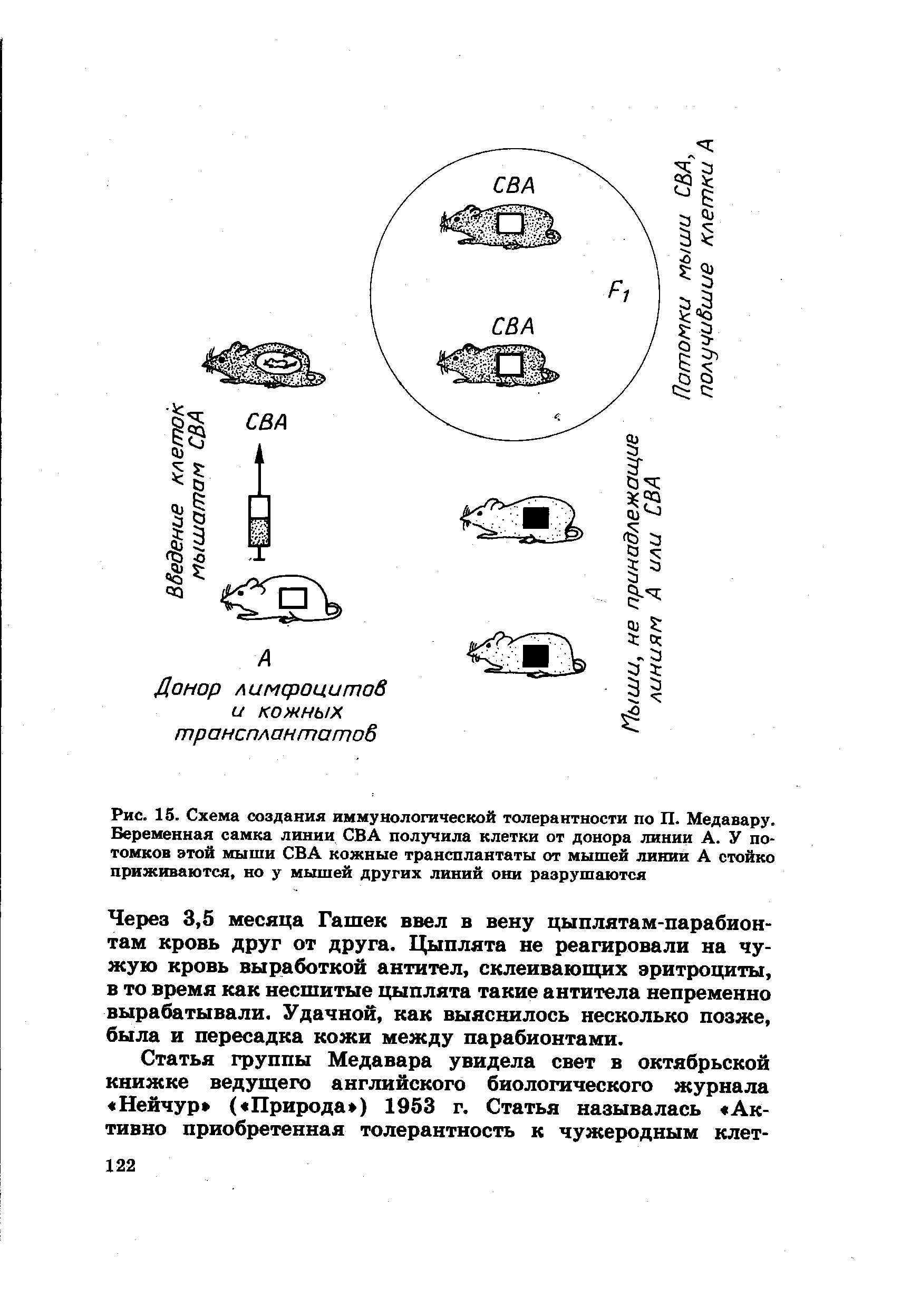 Рис. 15. Схема создания иммунологической толерантности по П. Медавару. Беременная самка линии СВА получила клетки от донора линии А. У потомков этой мыши СВА кожные трансплантаты от мышей линии А стойко приживаются, но у мышей других линий они разрушаются...