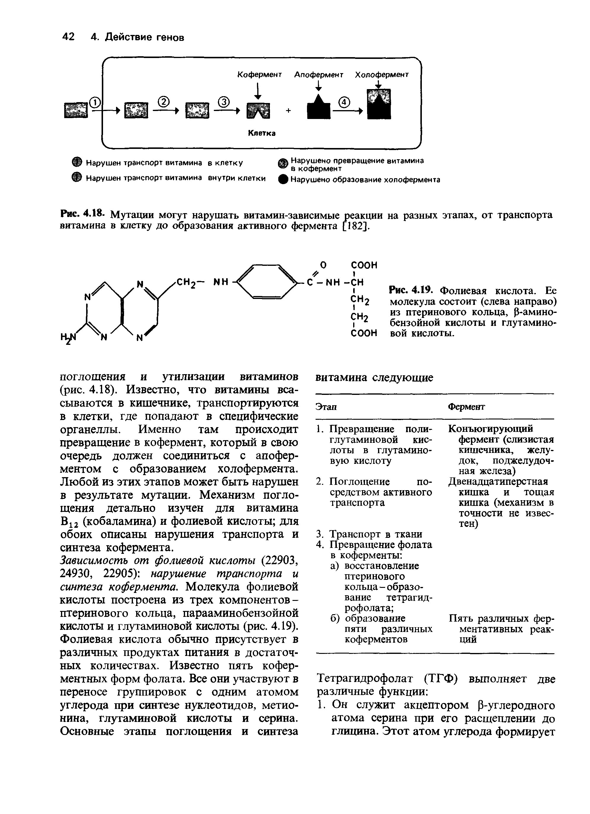 Рис. 4.18. Мутации могут нарушать витамин-зависимые реакции на разных этапах, от транспорта витамина в клетку до образования активного фермента [182].
